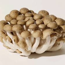 Brown Shimeji  (125g)