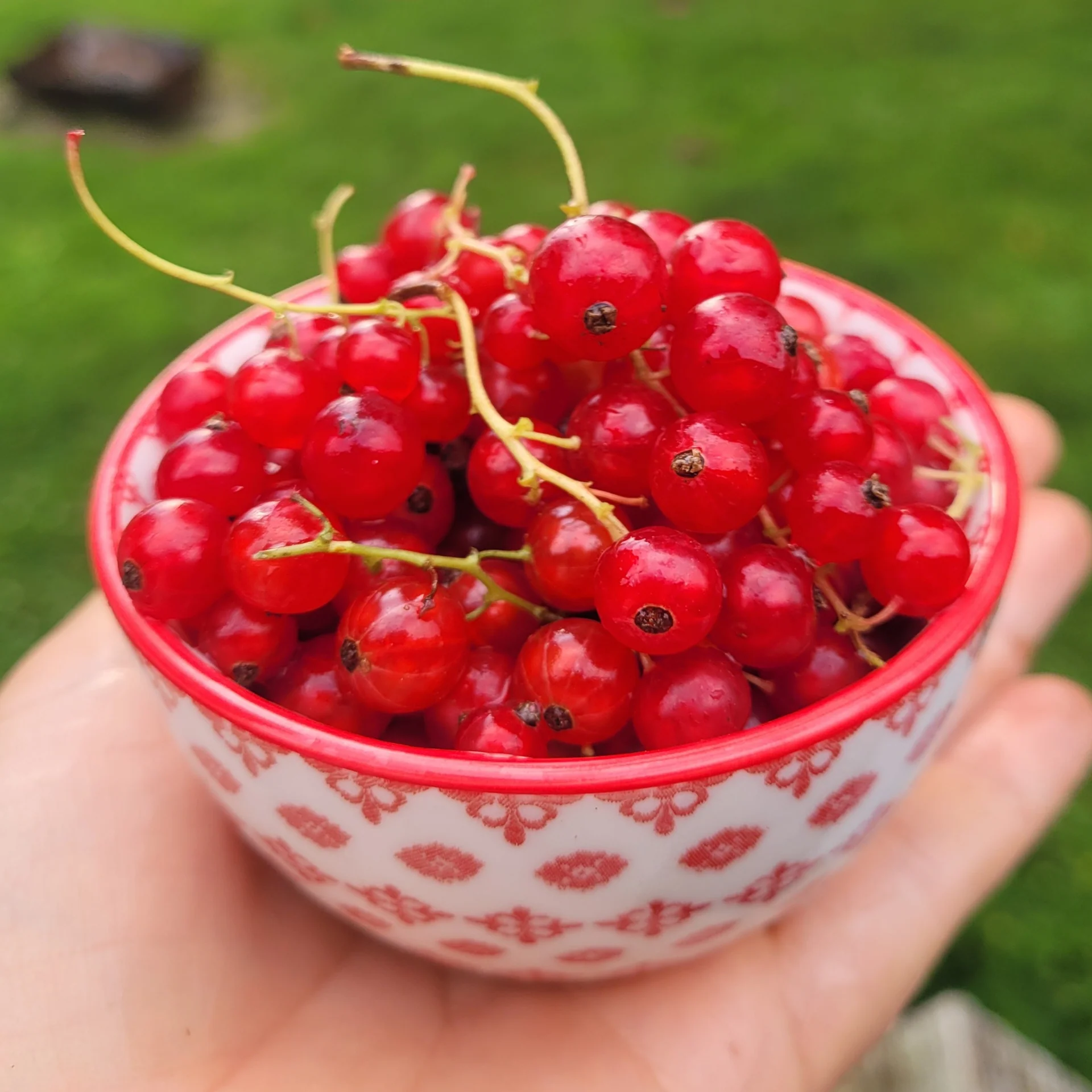 Red Currants (125g)