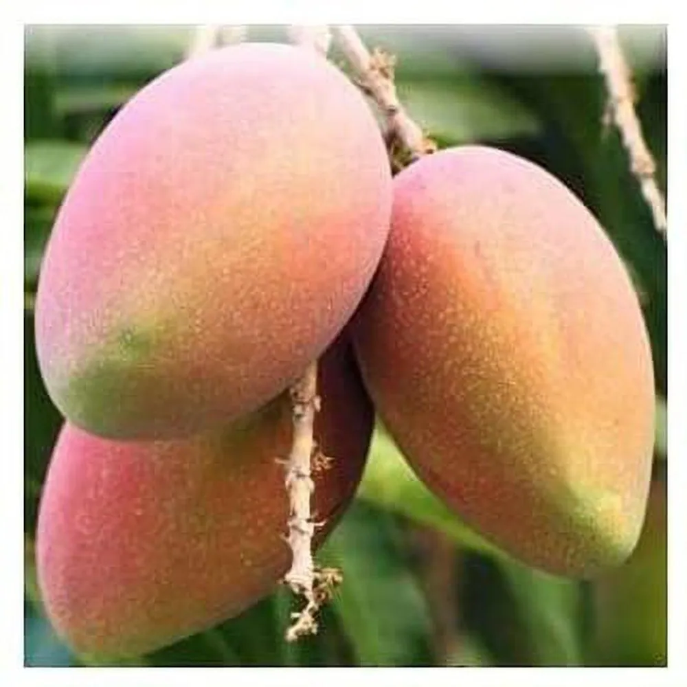 Fresh Mangoes
