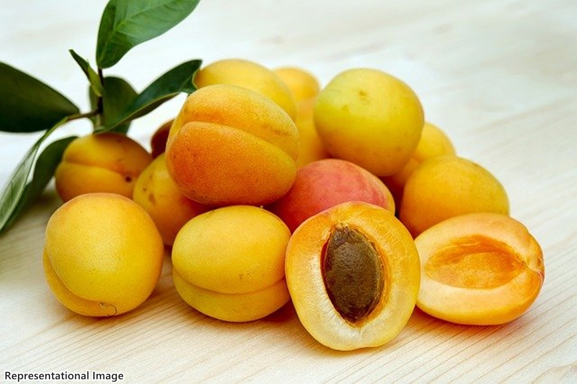 Fresh Apricots(500gm)