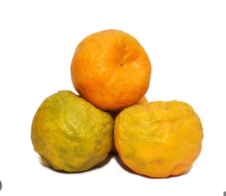 Organic Mandarins