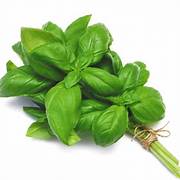 Italian Basil Leaves