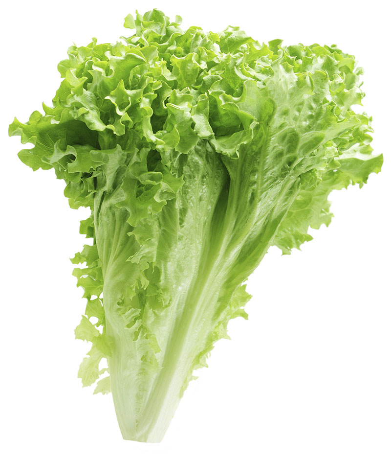 Green Lettuce