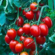 Fresh Cherry Tomatoes(200gm)