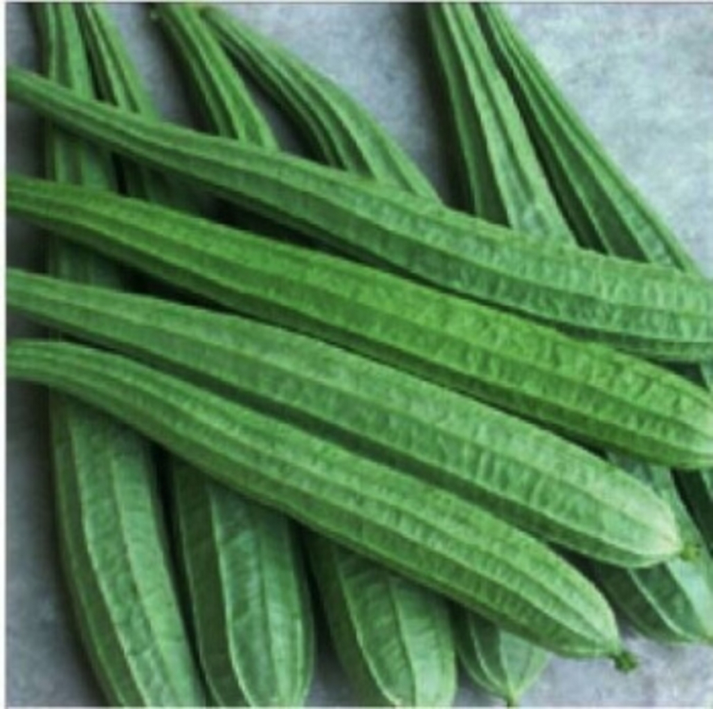 Ridge Gourd