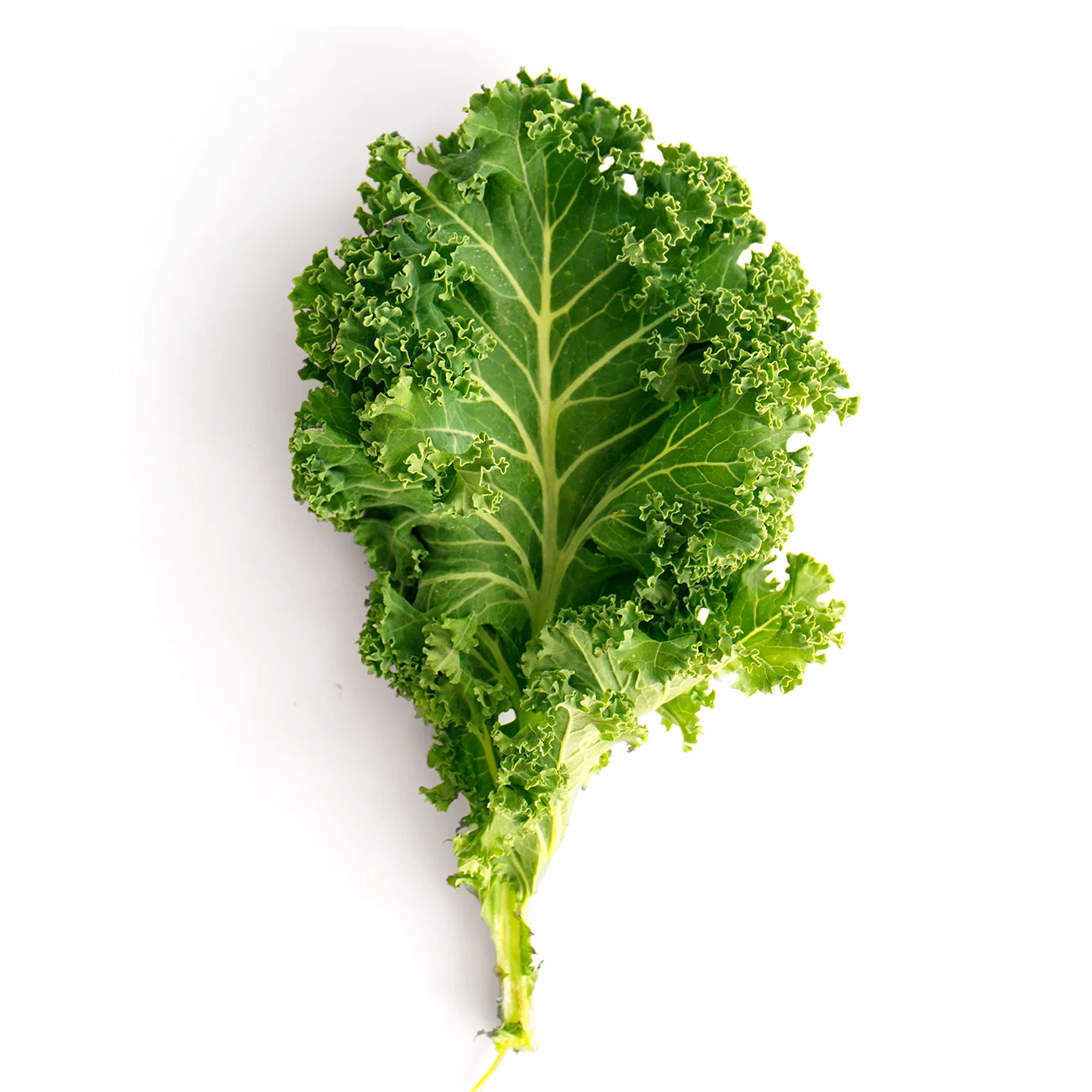 Fresh Kale Leaf