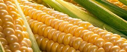 Fresh Sweet Corn (on cob)