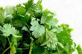 coriander leaves