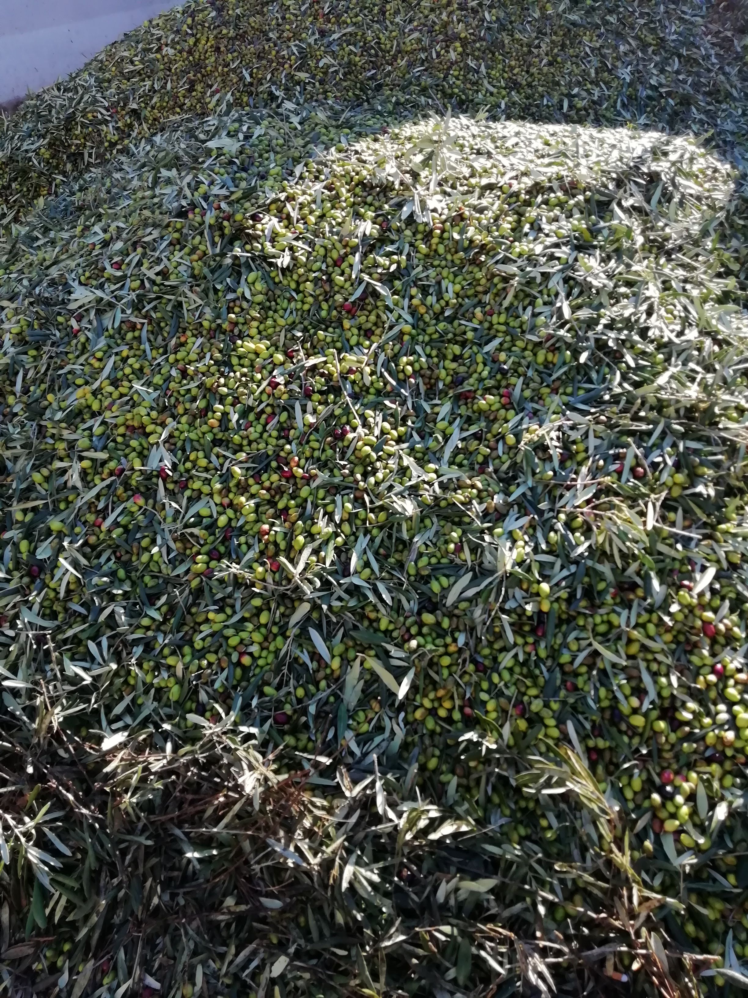 Huile d’Olive Vierge Extra -  Ligne Monocultivar Coratina 3L