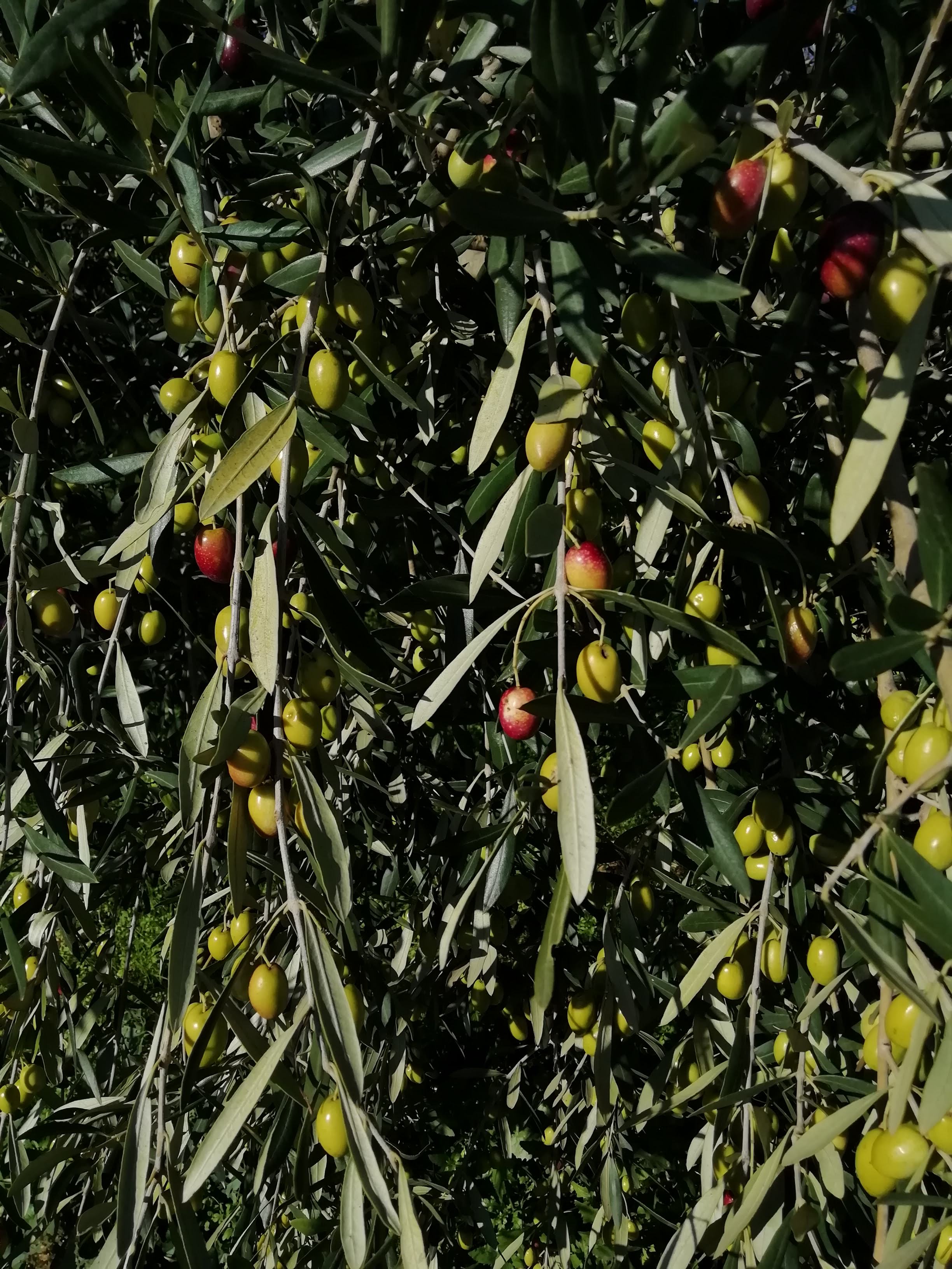 Huile d’Olive Vierge Extra -  Ligne Classique 3L