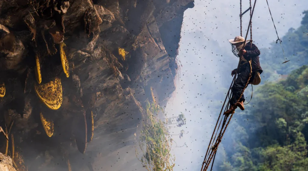 Mountain Wild Mad Honey 