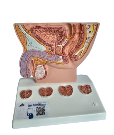 Modelo Anatómico de Próstata Masculina - Uso Educativo