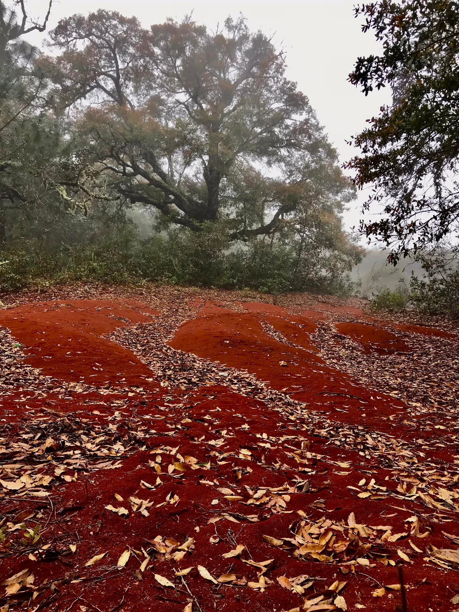 DUNAS ROJAS DE PACULA