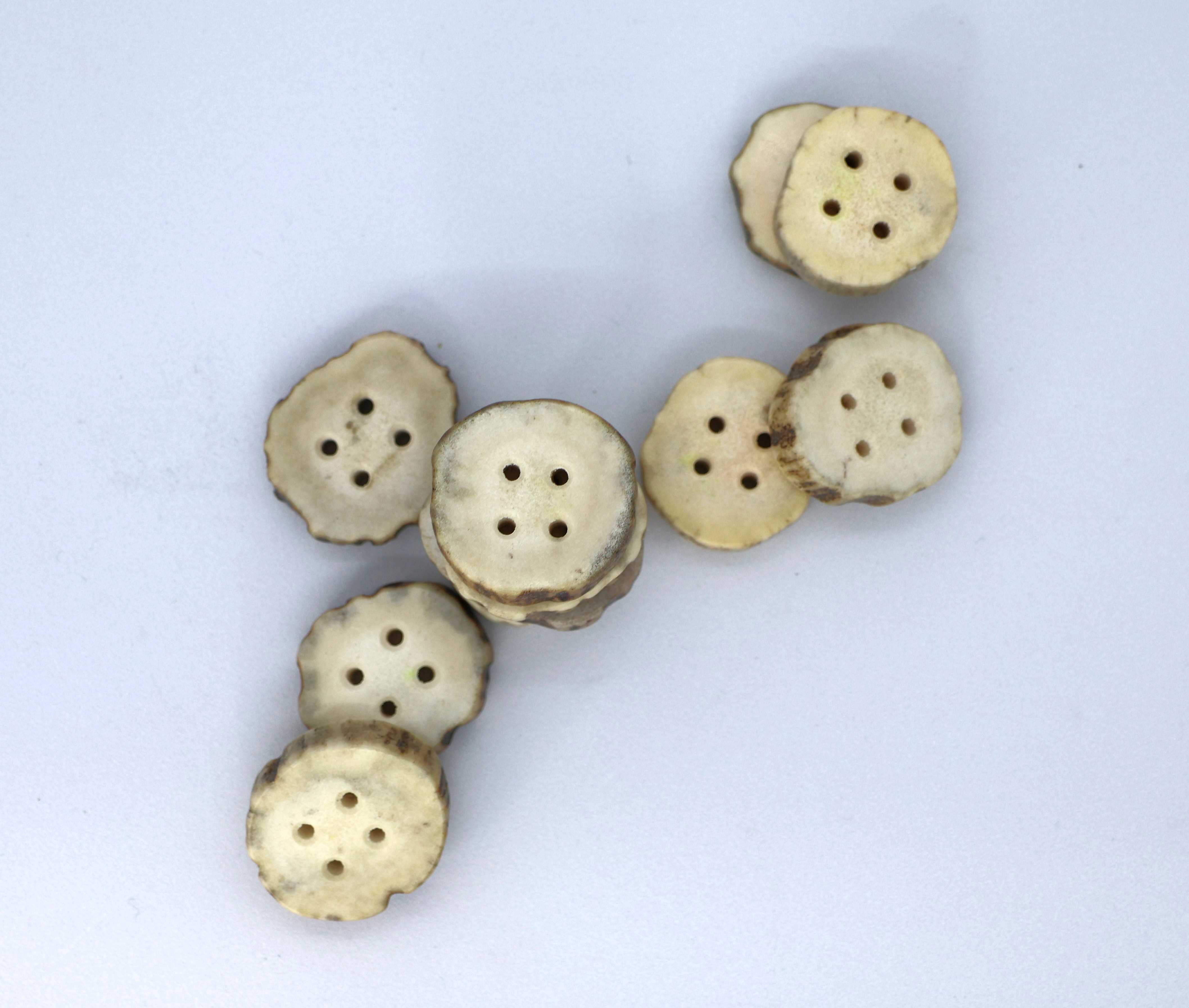 Briedžio rago saga 20 x 25 mm