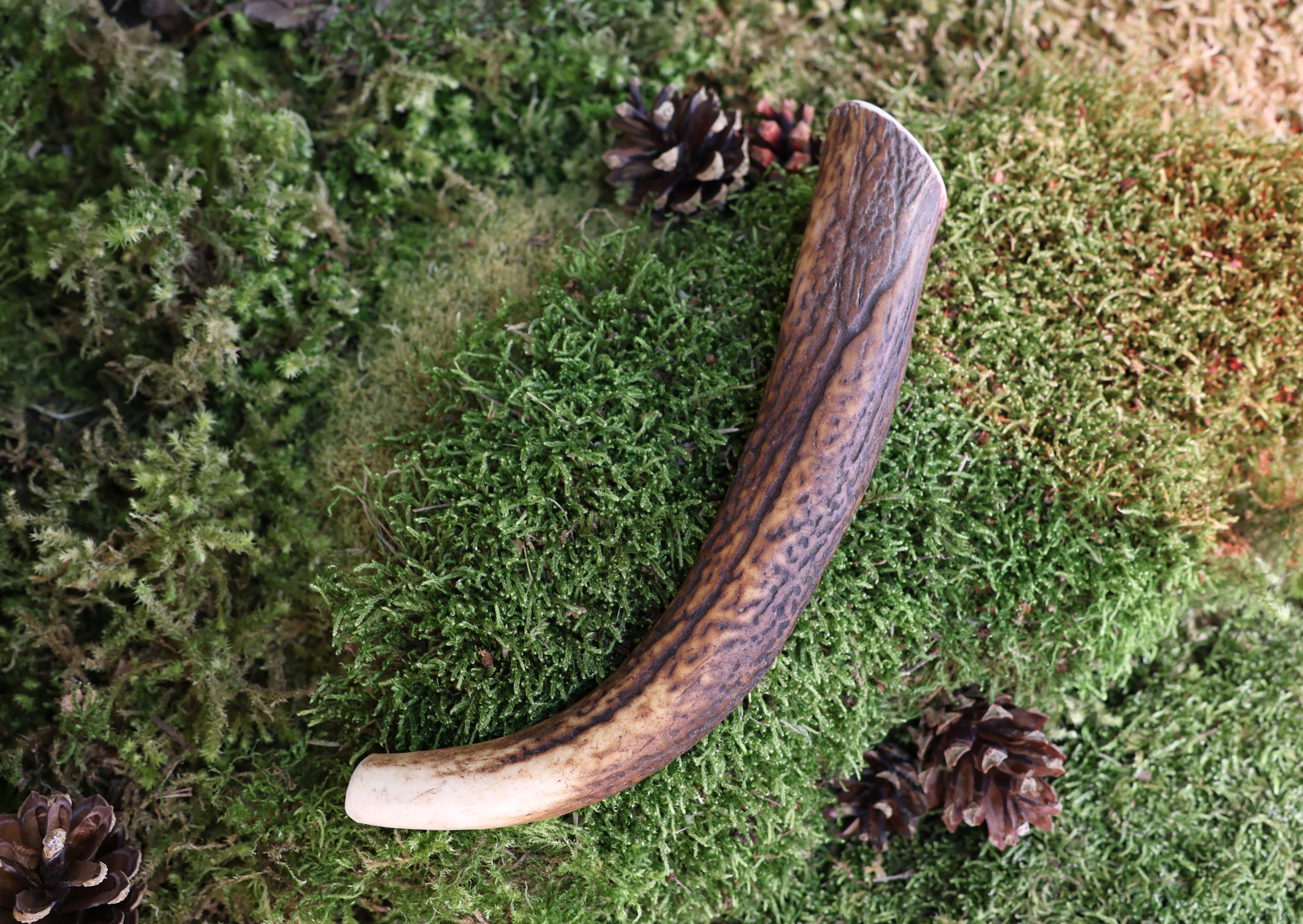 Elnio ragas L 91-180 g.
