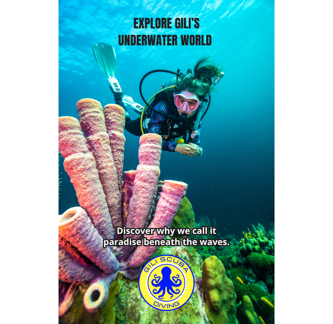 Fun Diving (Certified Divers)