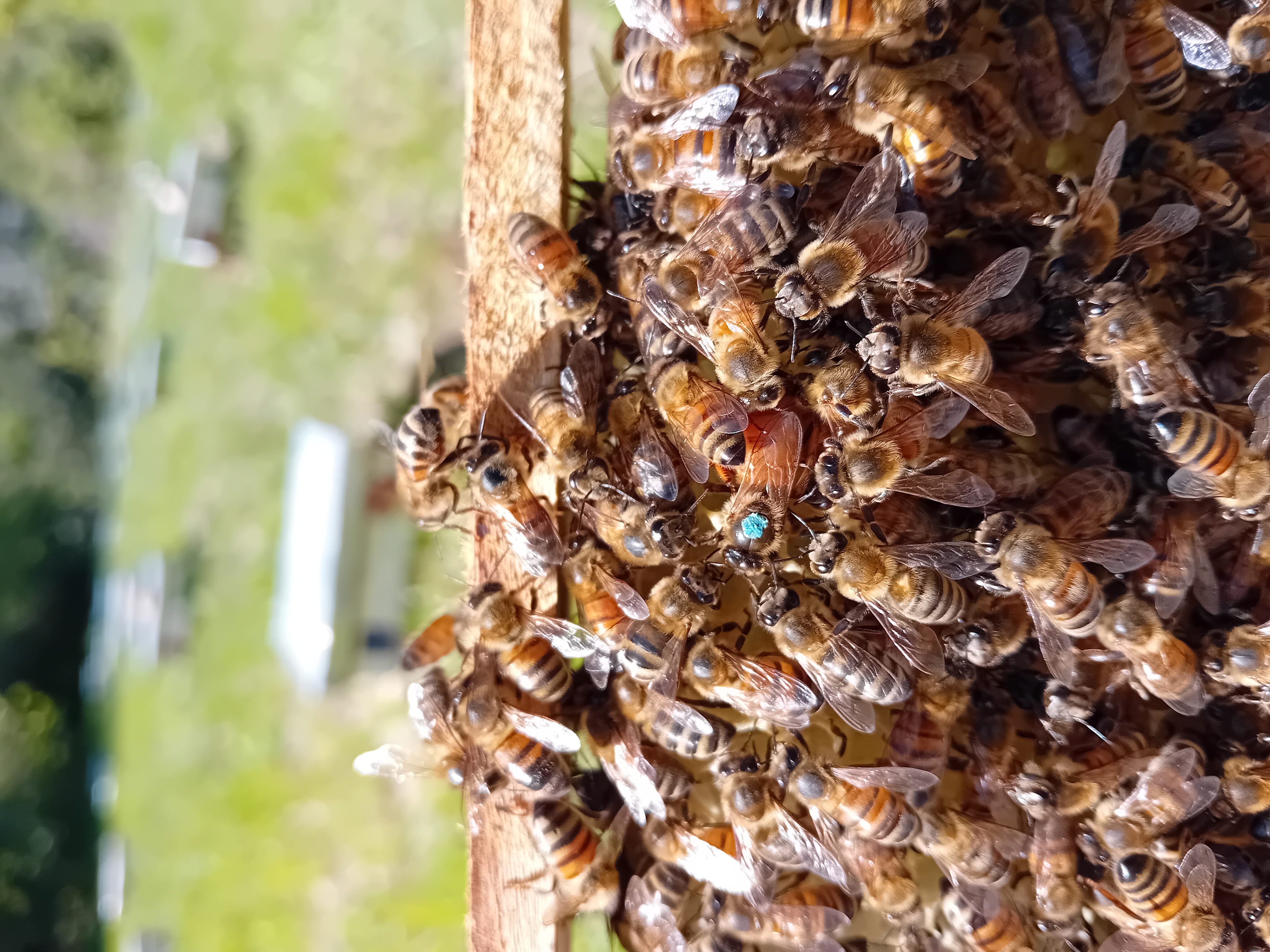 Reines fécondées F1 Buckfast SEMAINE 30(21- 27 juillet 2025)