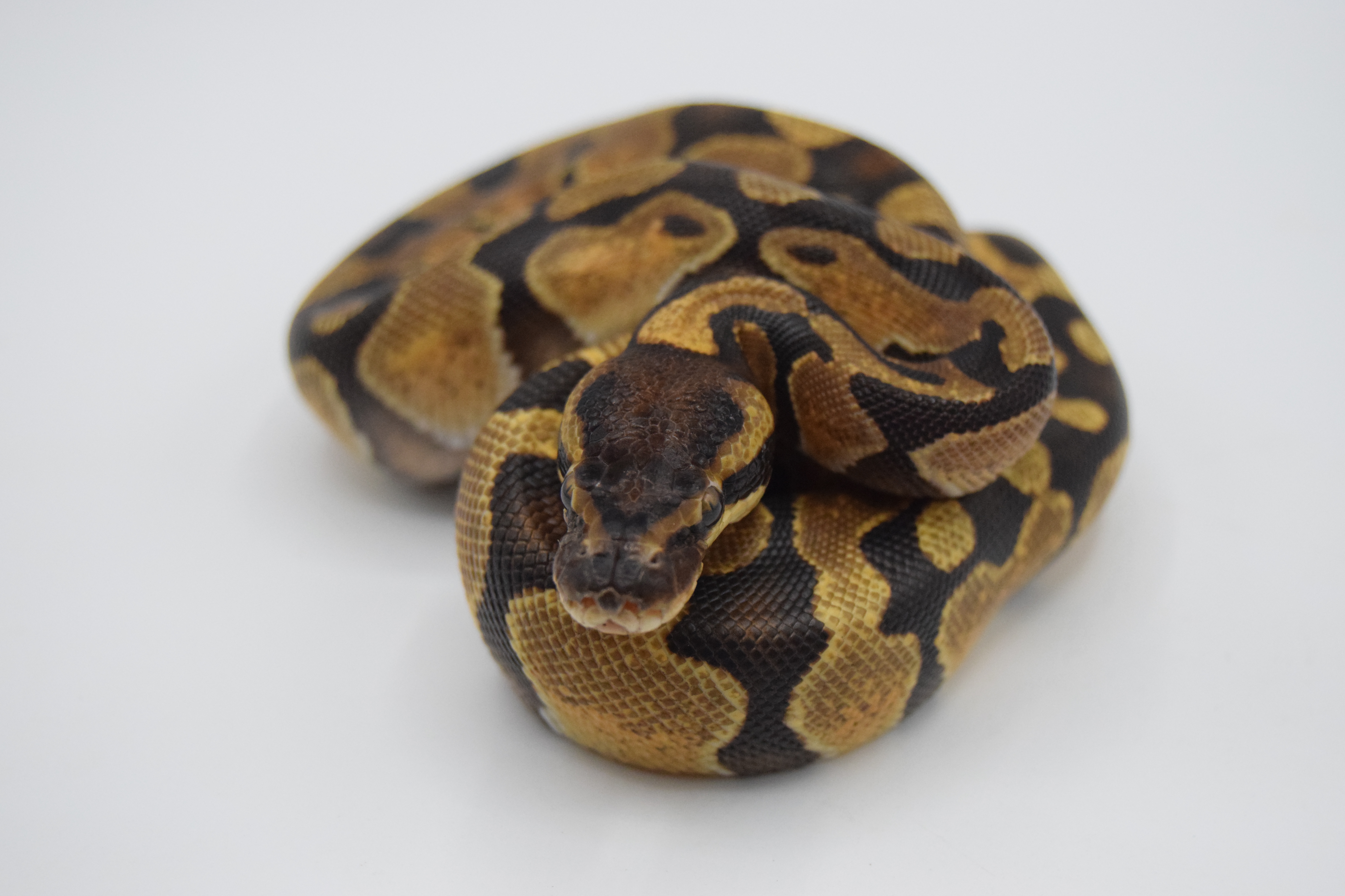 Enchi het DG 66% clown 