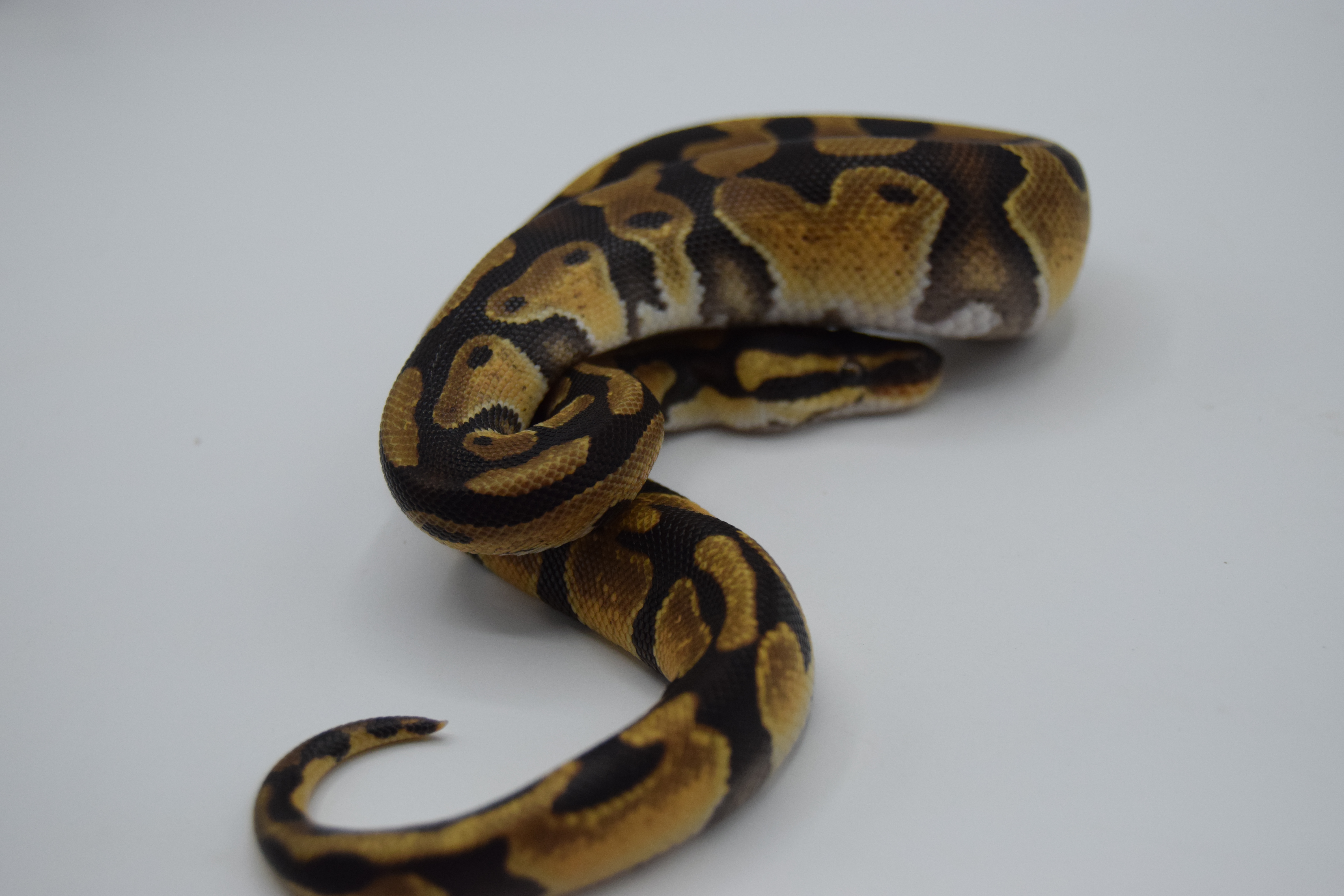 Enchi het DG 66% clown 