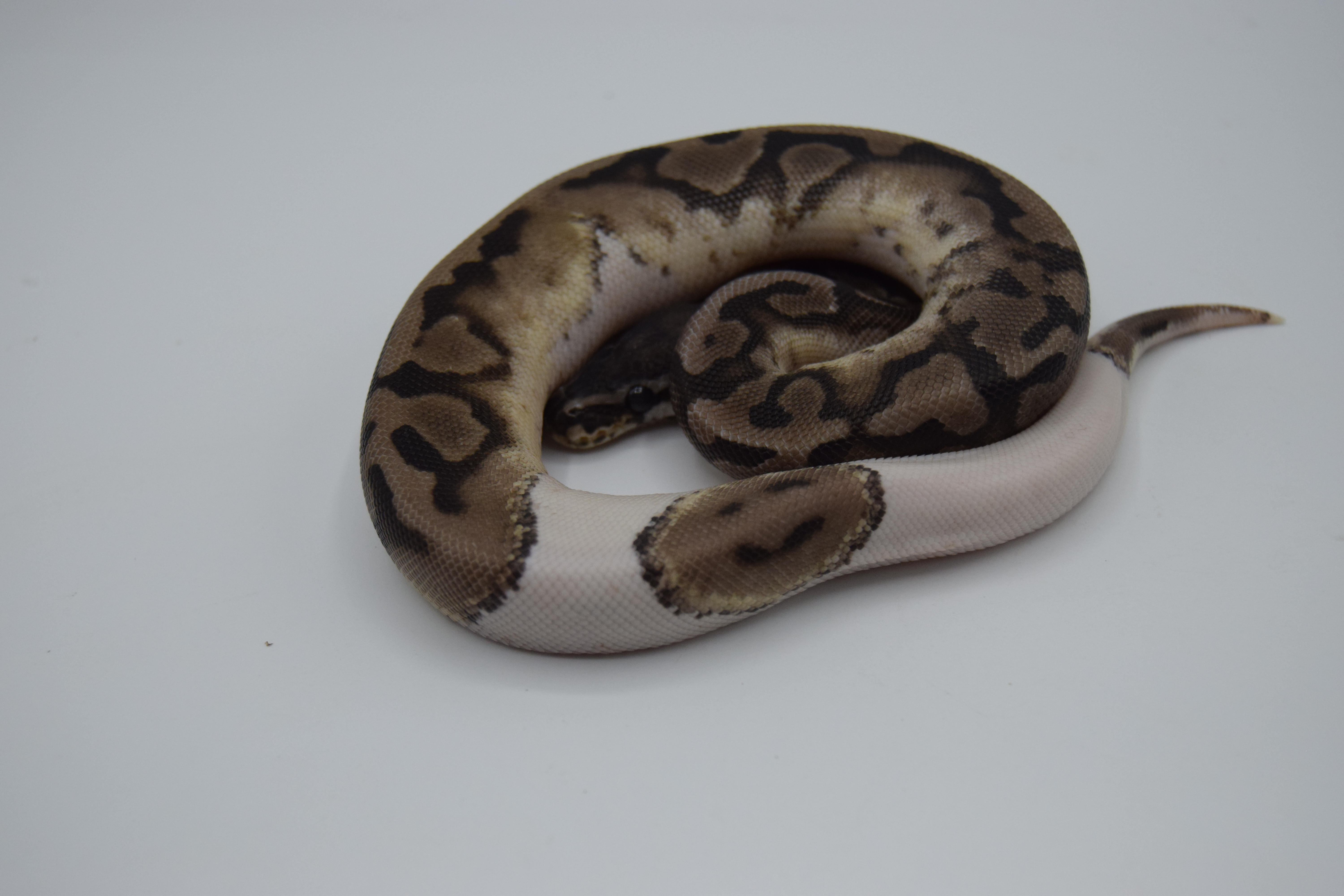 Axanthic vpi piebald