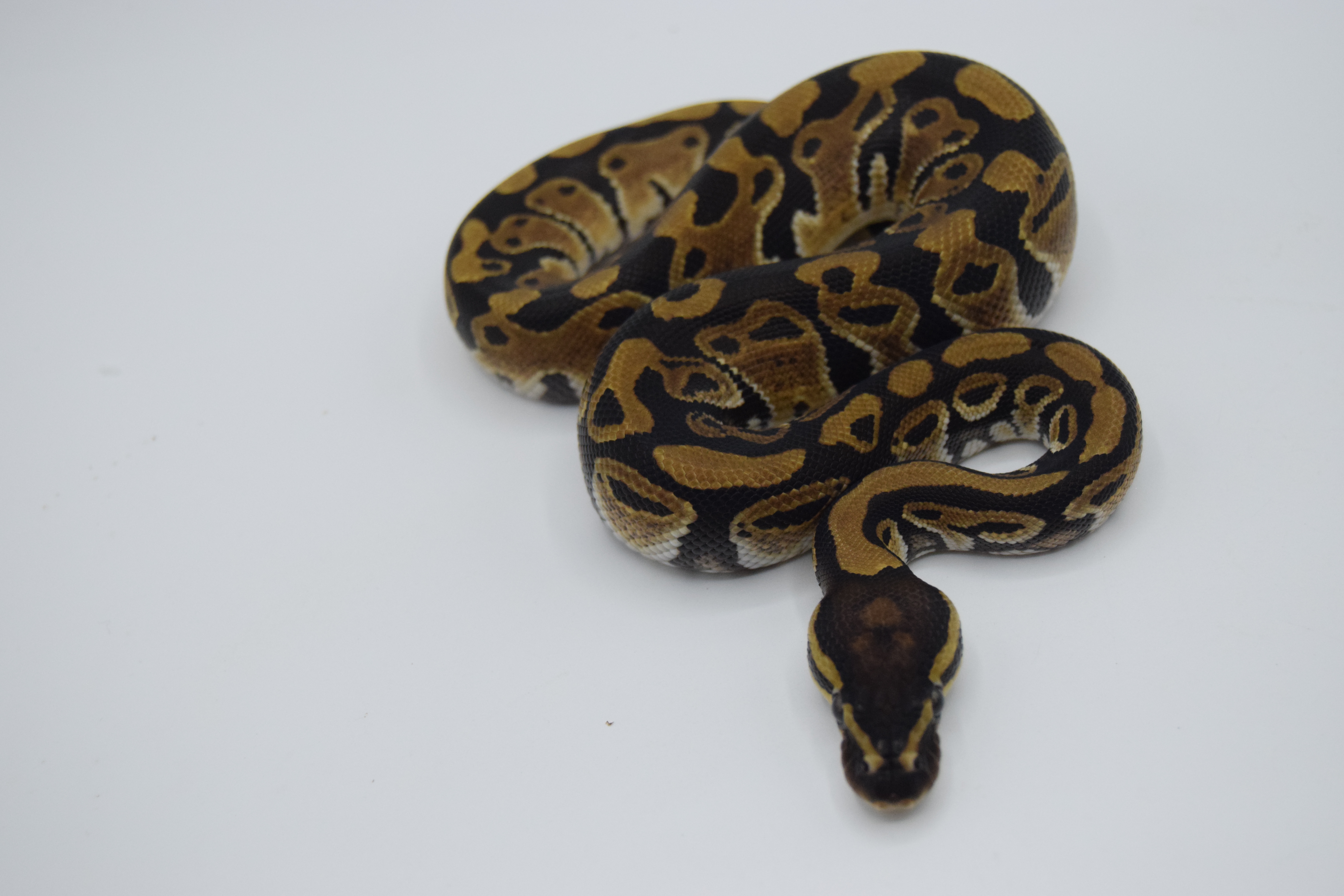 DH clown piebald