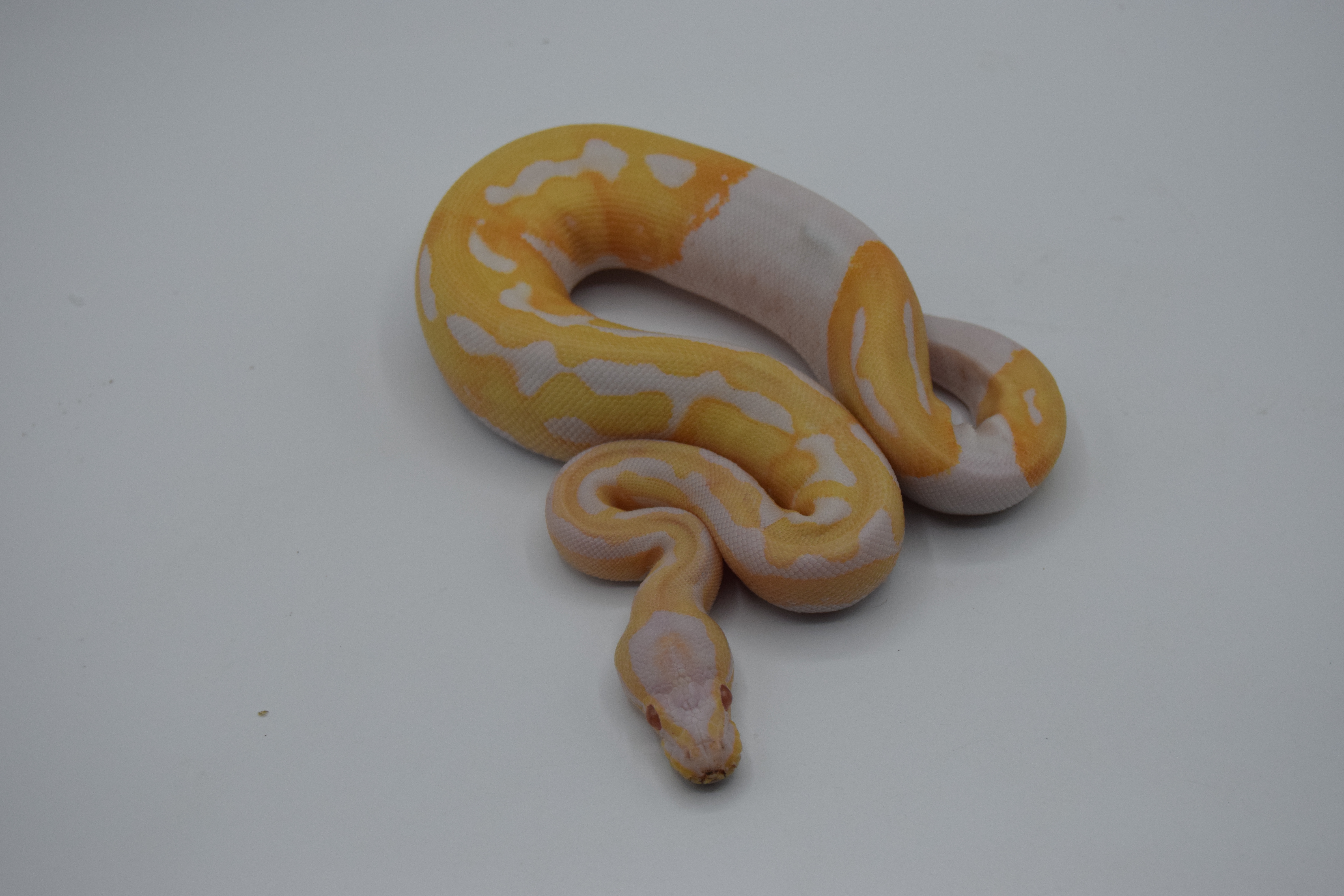 Albinos piebald 
