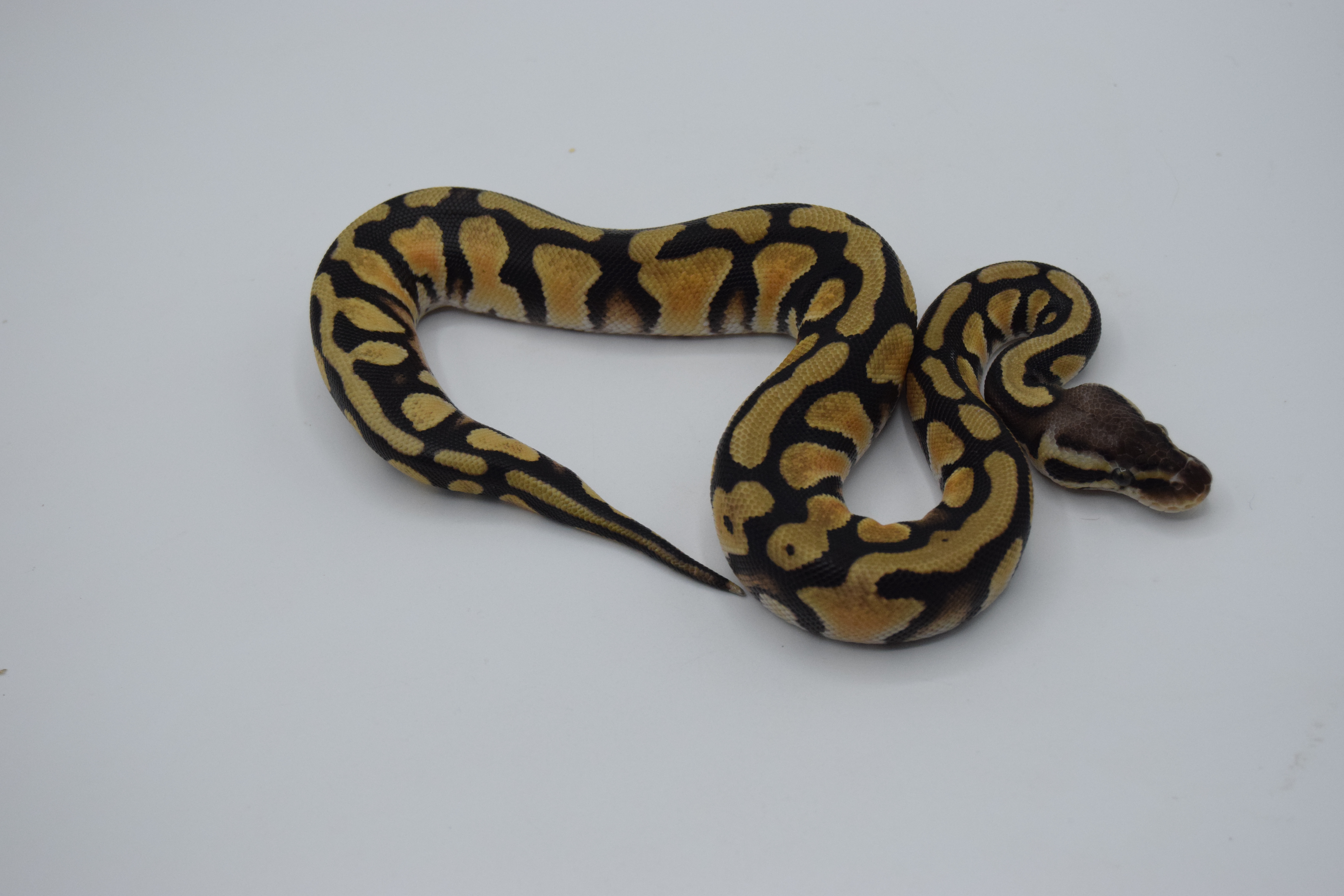Pastel OD het DG 