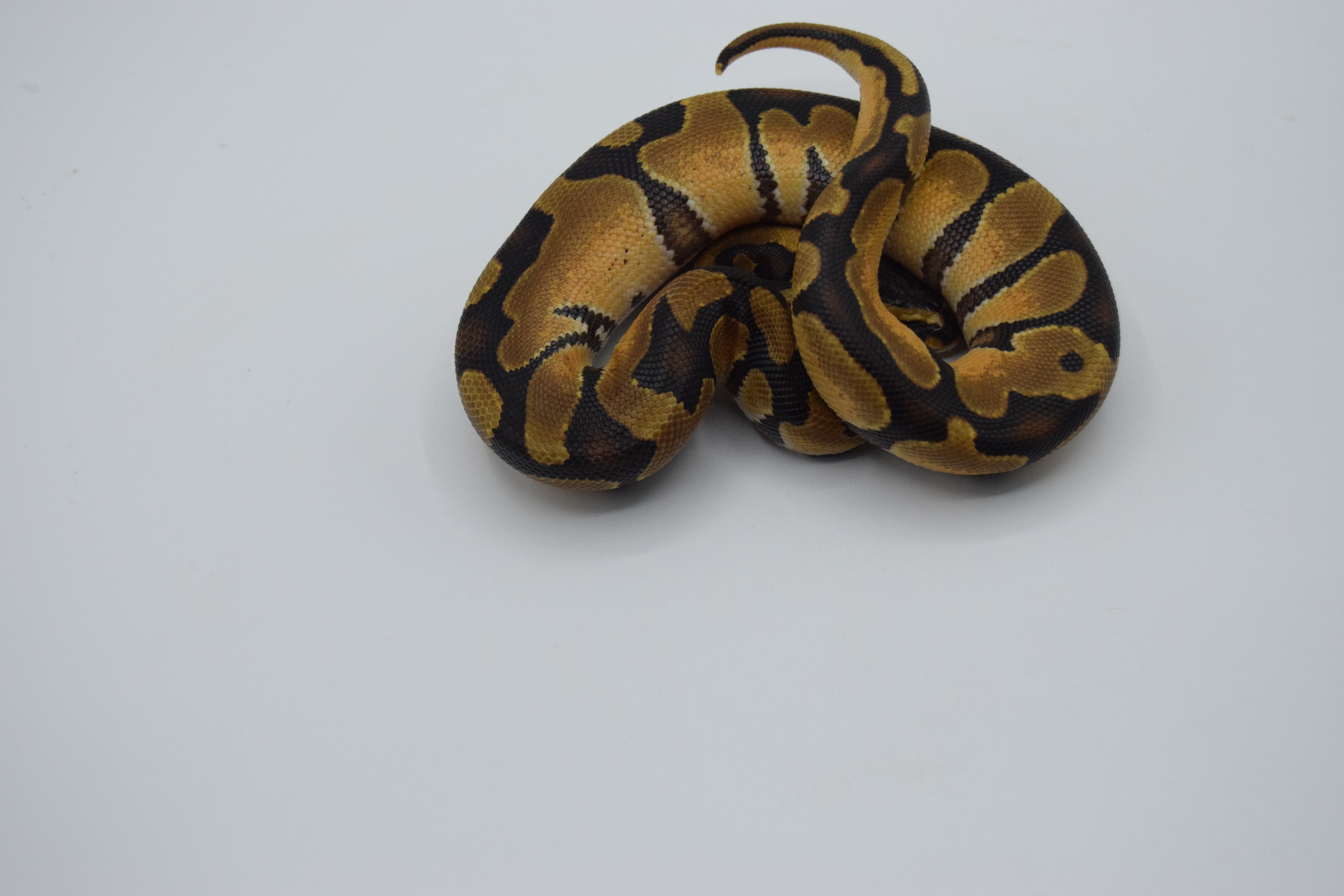Pastel enchi het clown