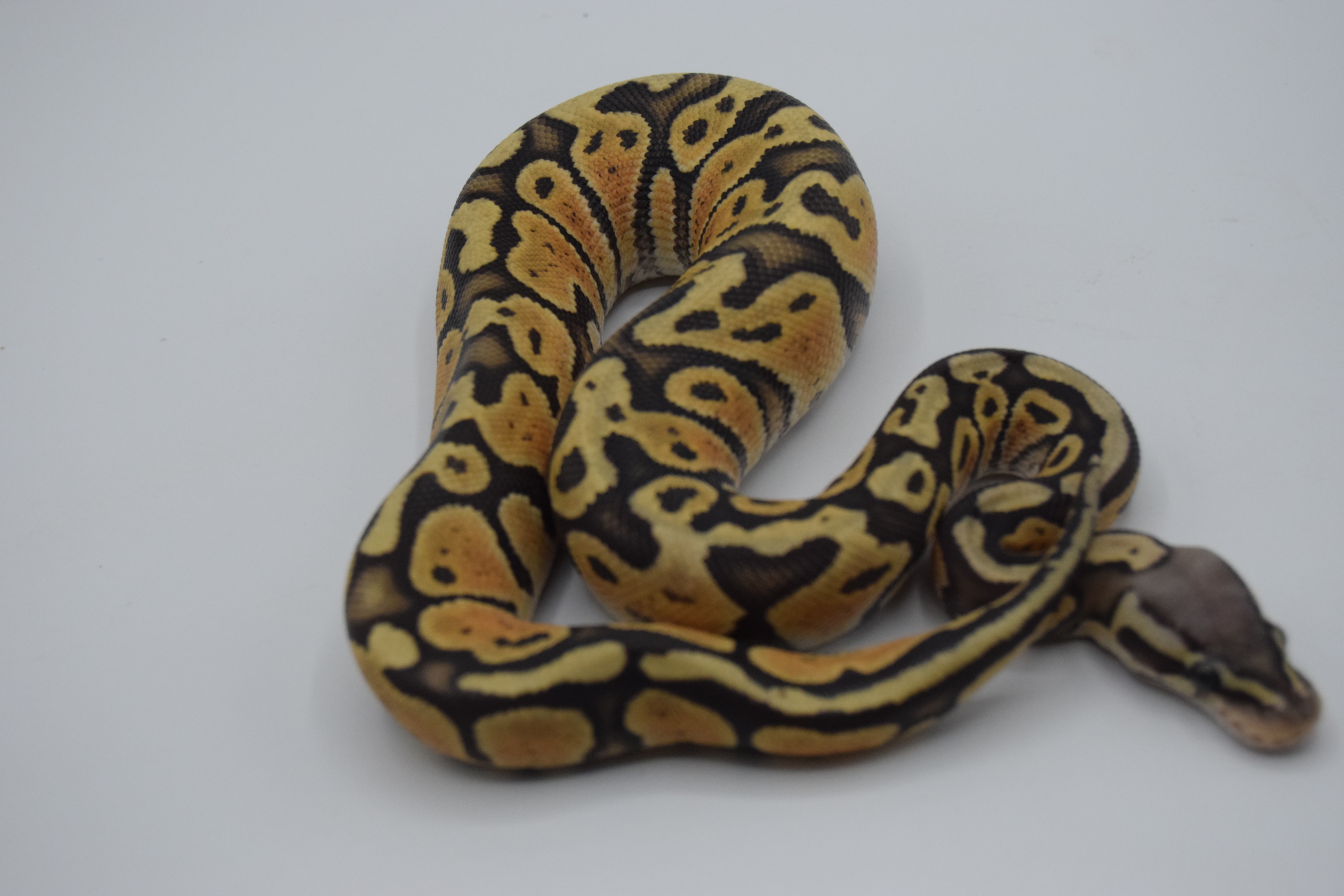 Pastel ghost 