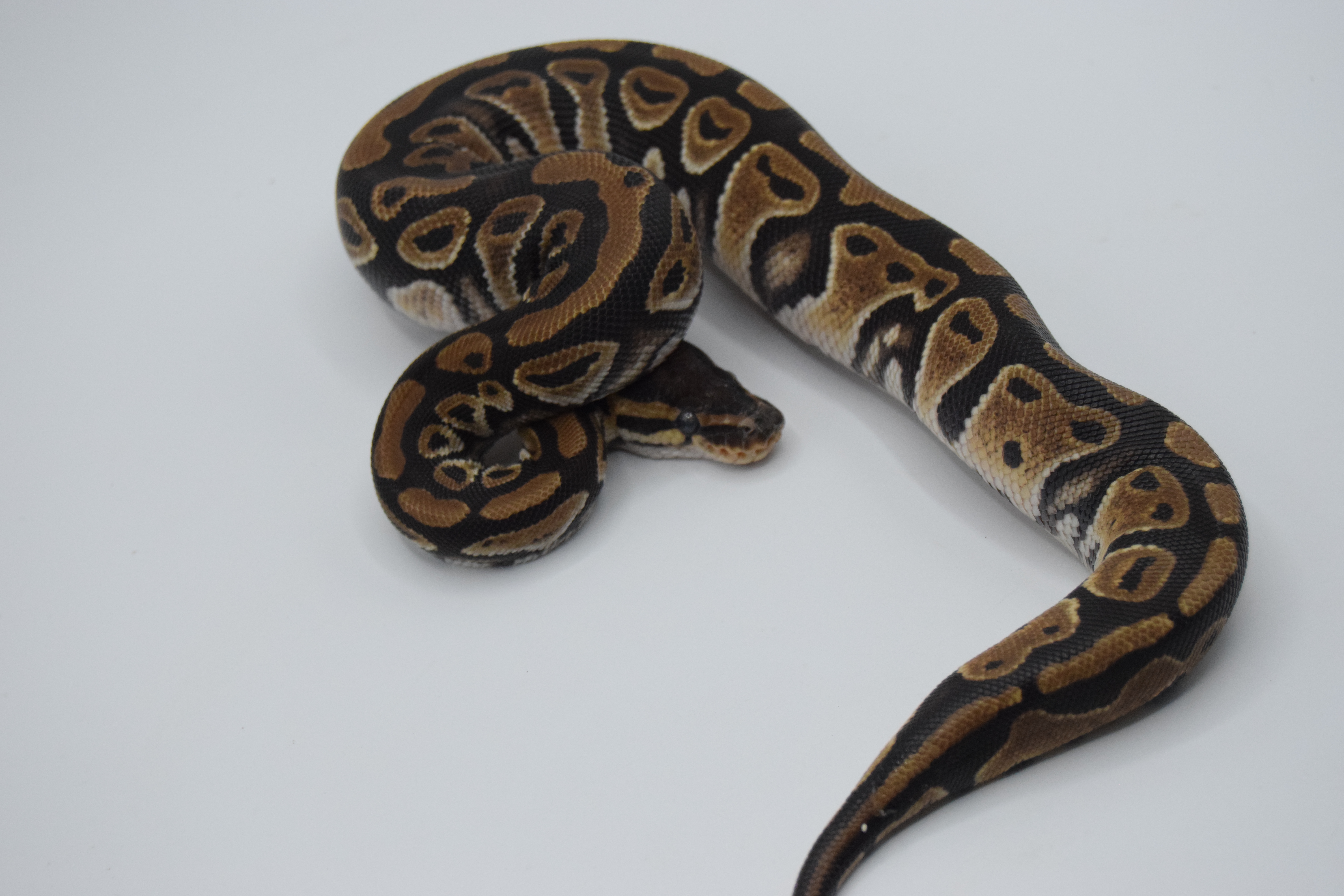 DH clown piebald
