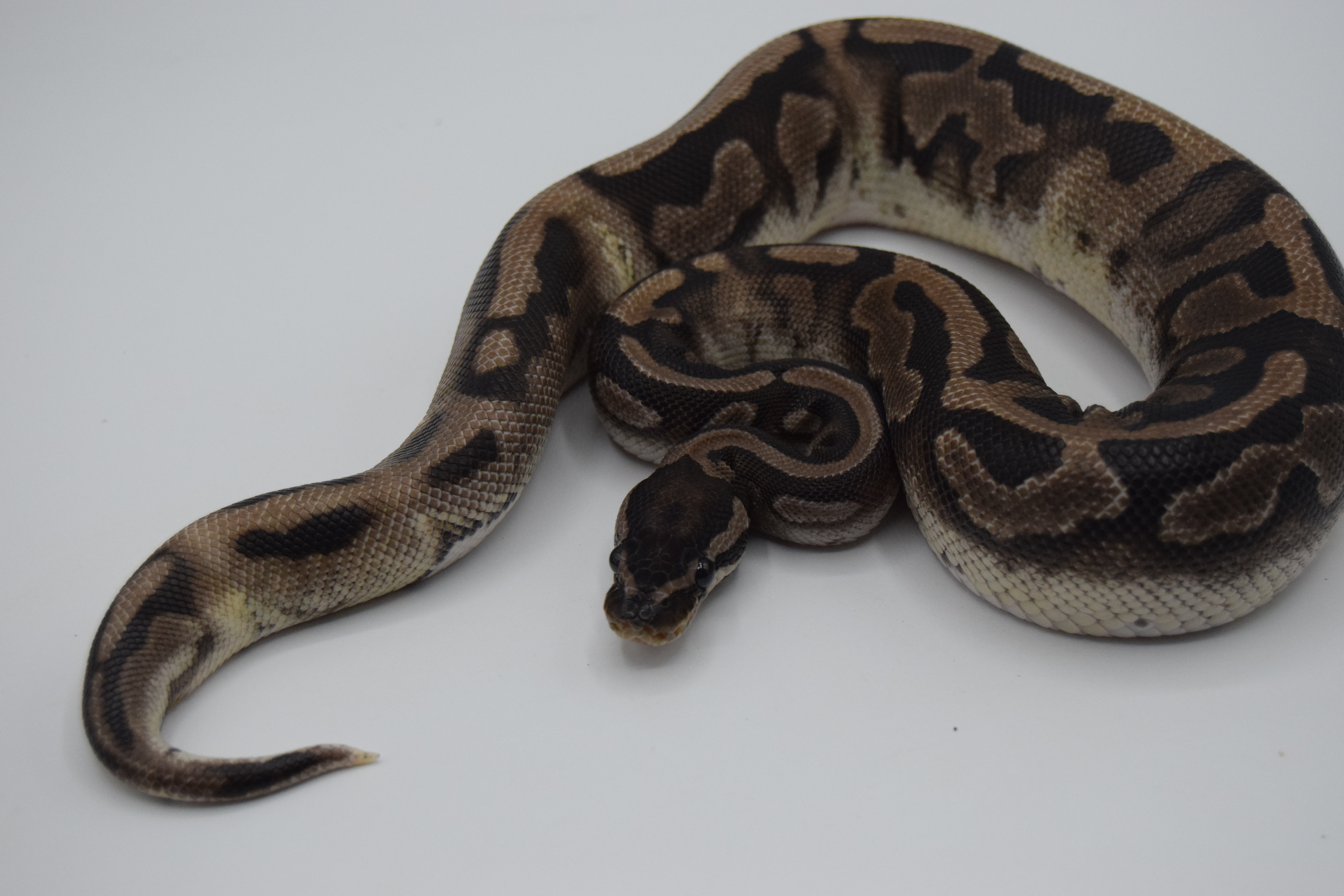 Axanthic vpi het  piebald