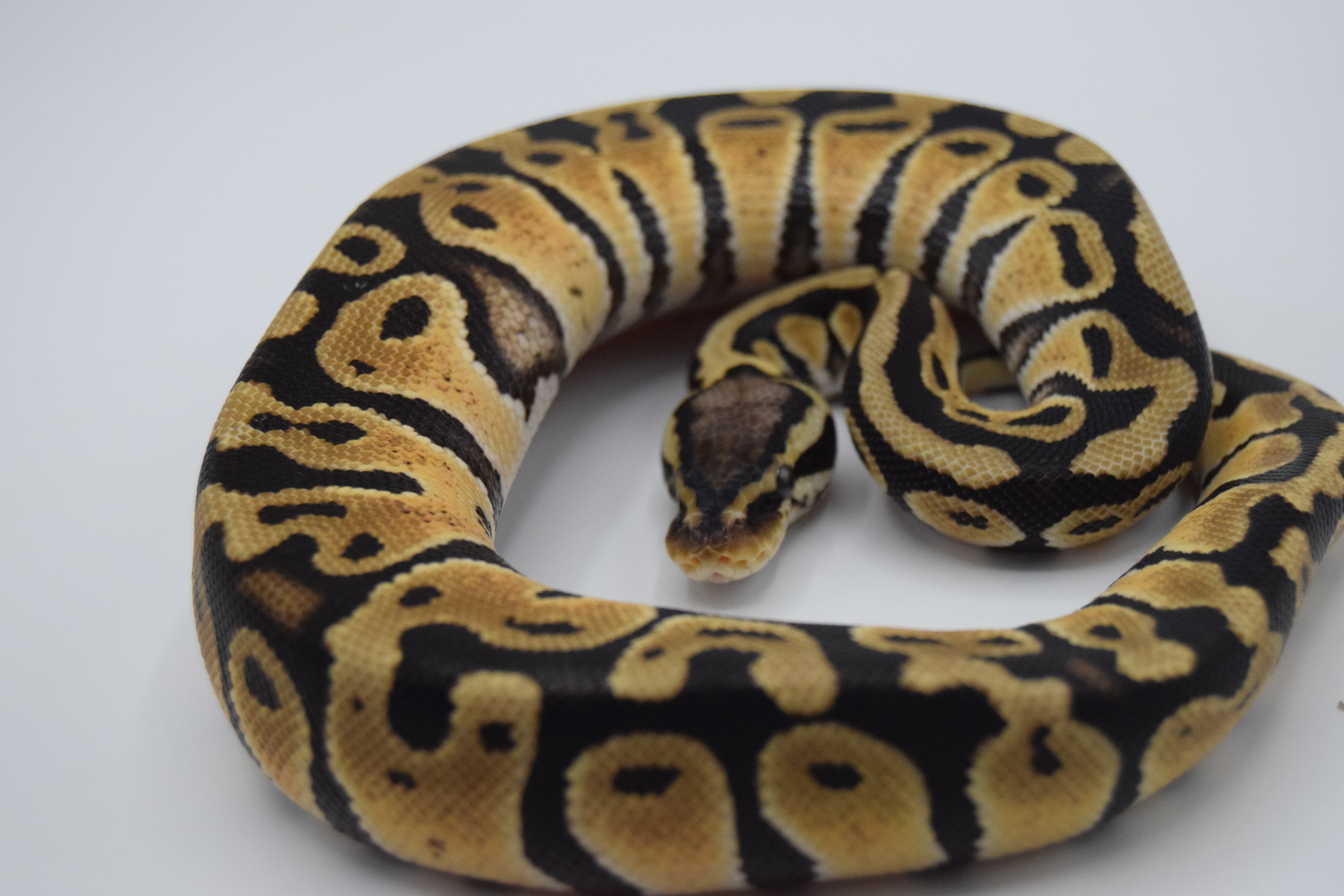 Pastel het clown