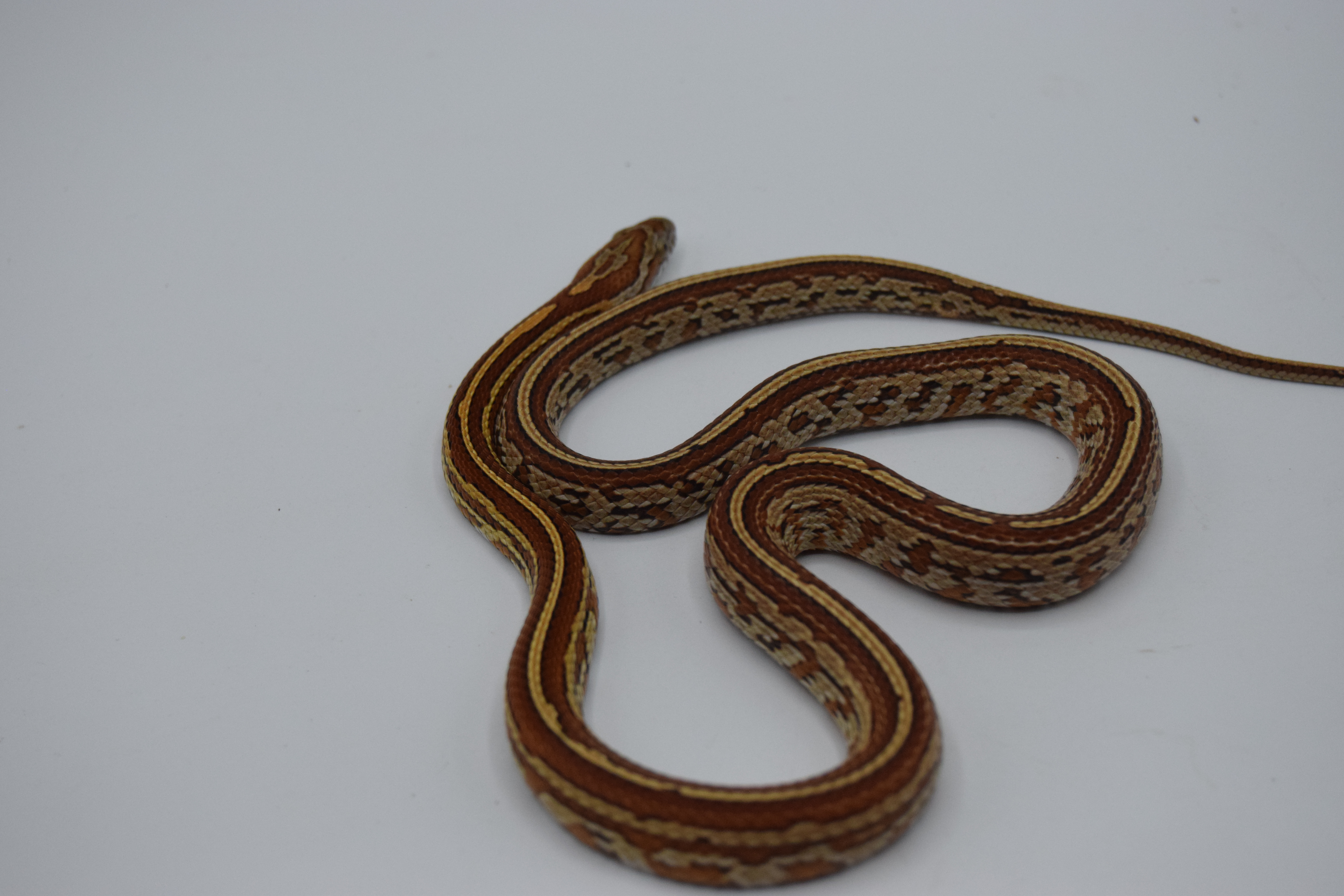 Tessera  het caramel  snow scaleless