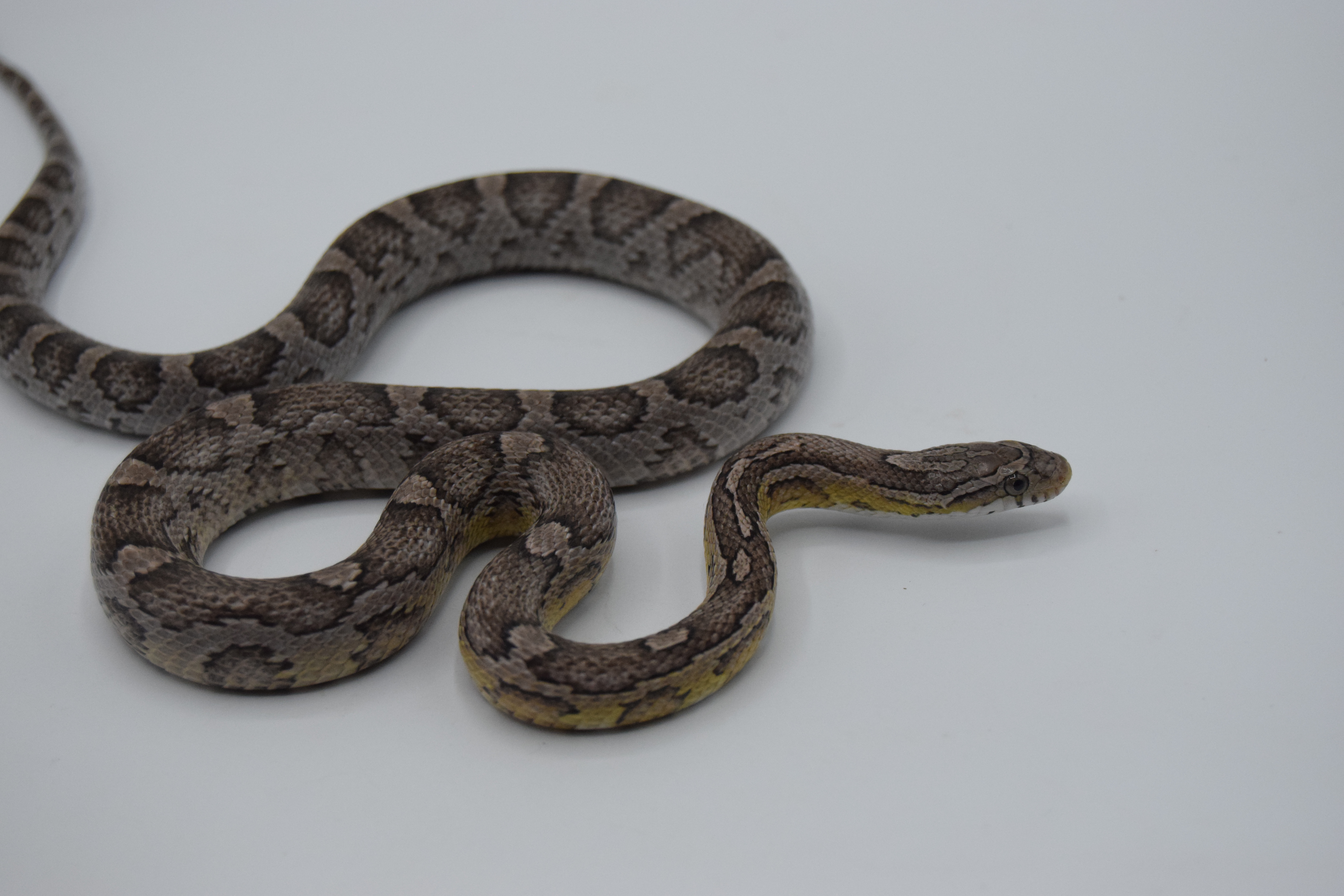 Ghost het lavender motley 