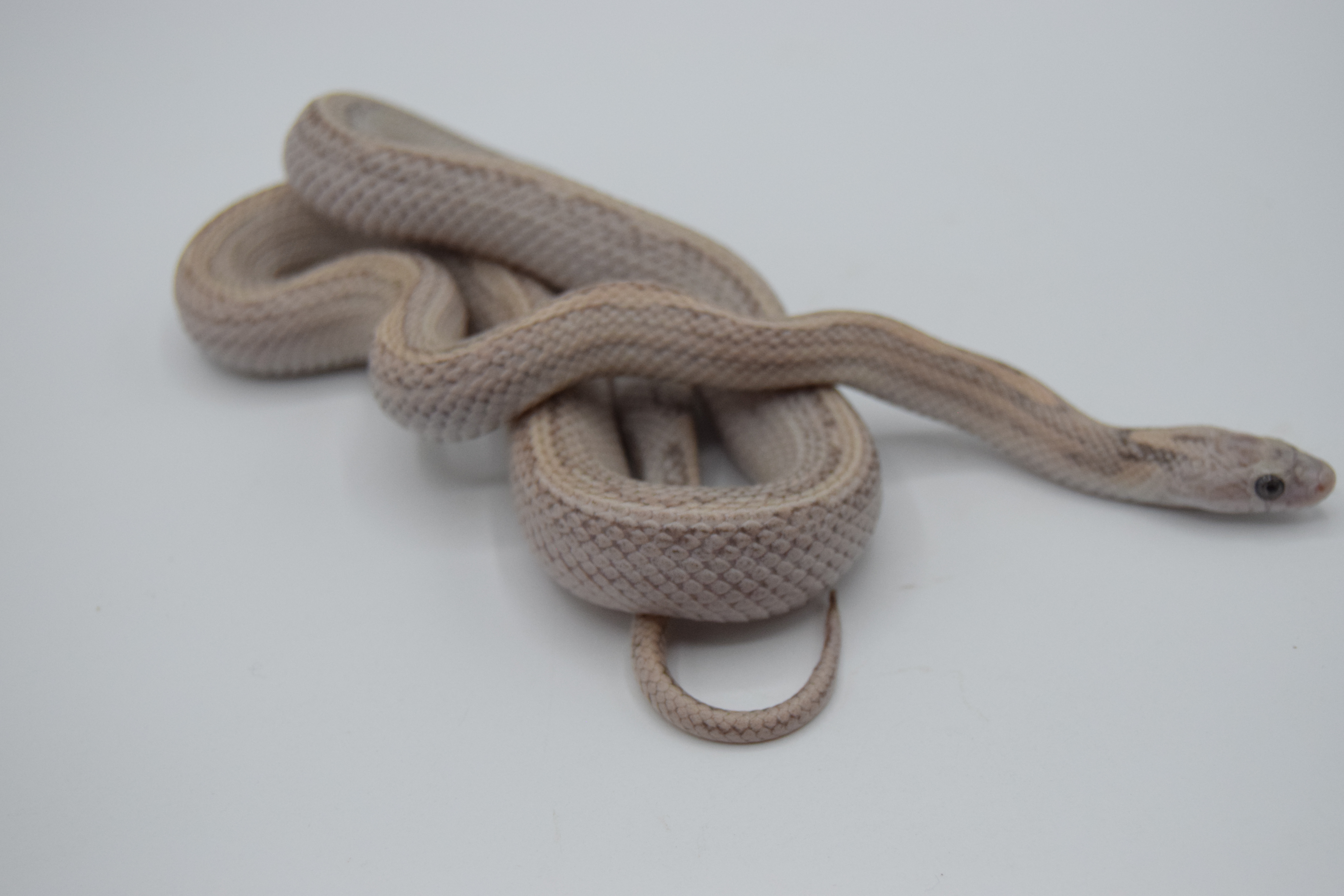 Ghost lavender pinstripe 
