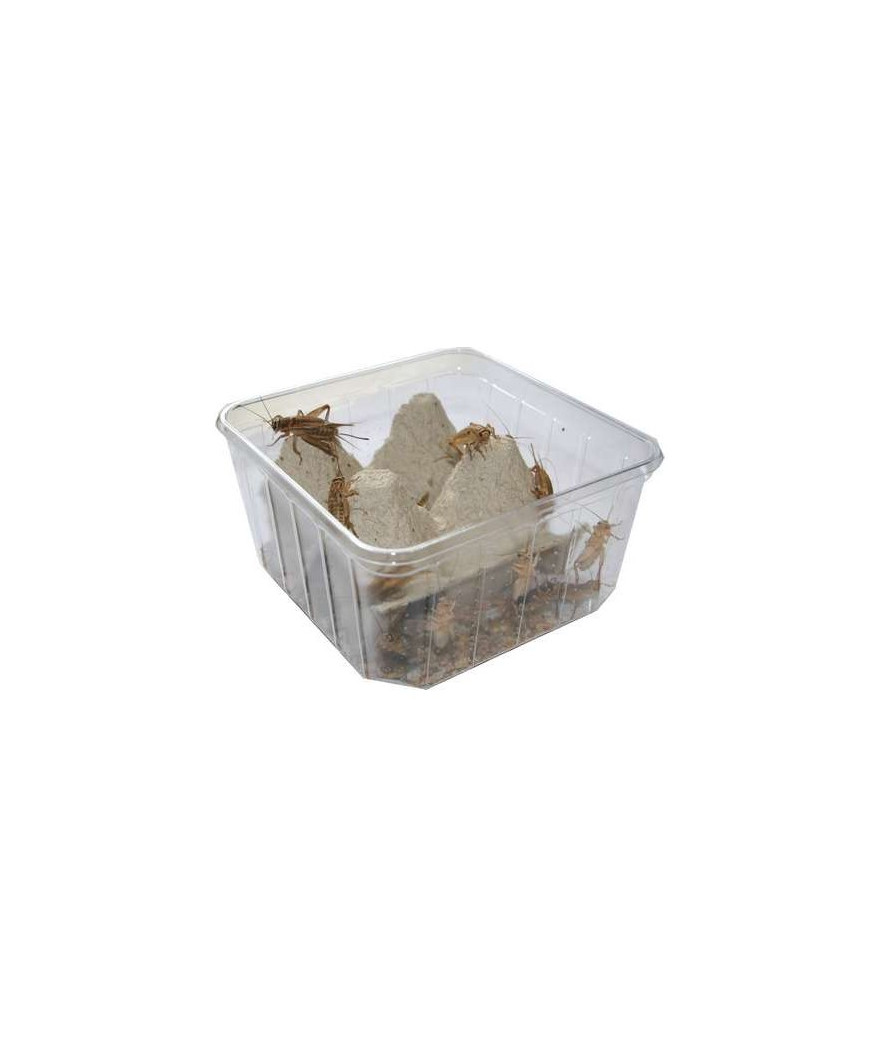 Grillons domestiques - Acheta domestica boite