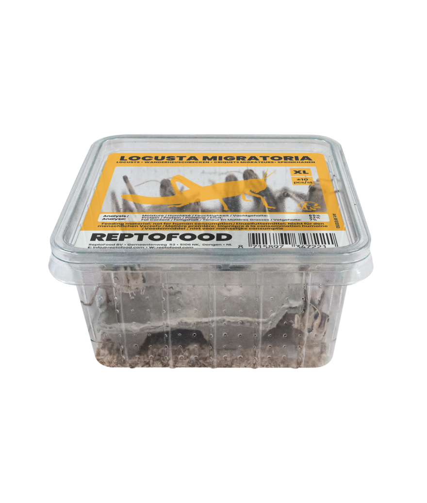 Criquets migrateur-locusta migratoria boite de 10 pieces