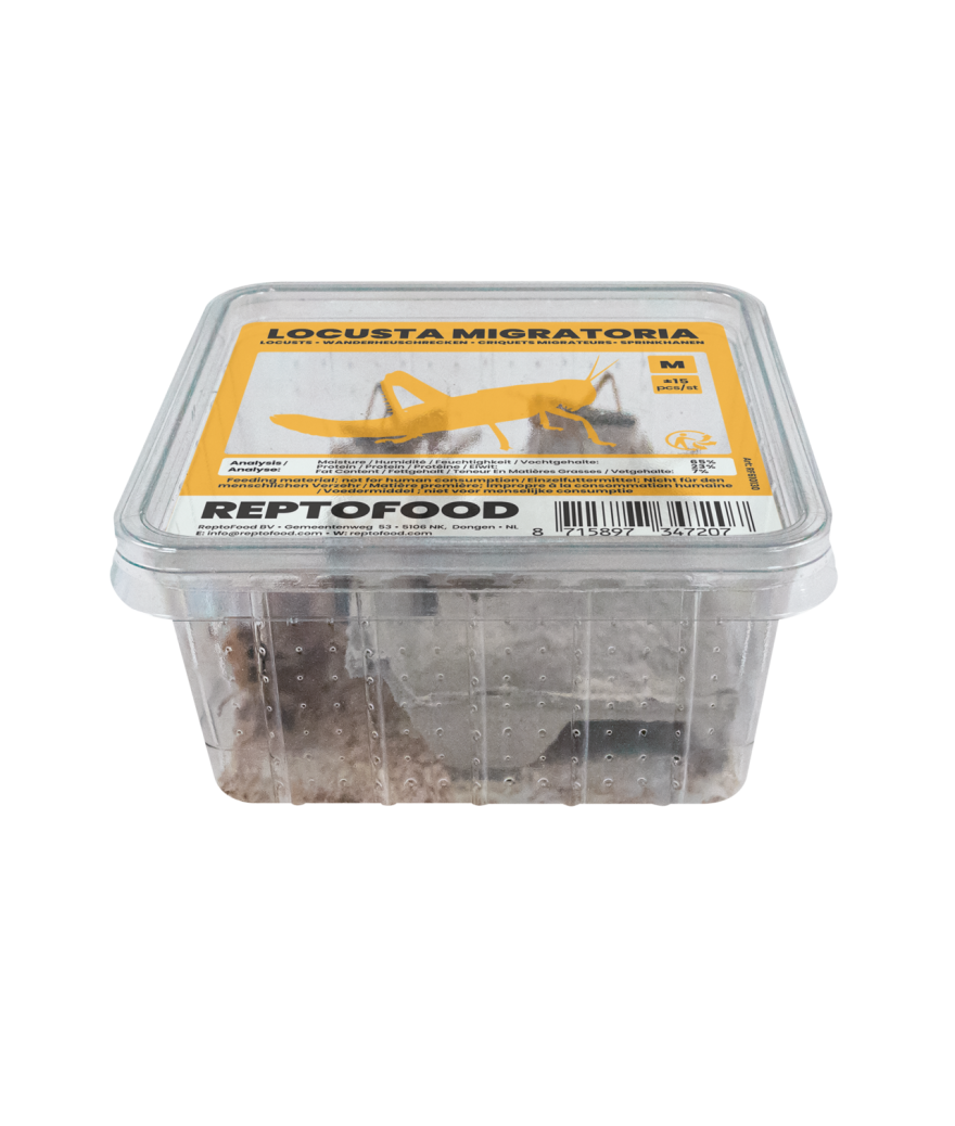 Criquets migrateur-locusta migratoria moyens boite de 15 pieces