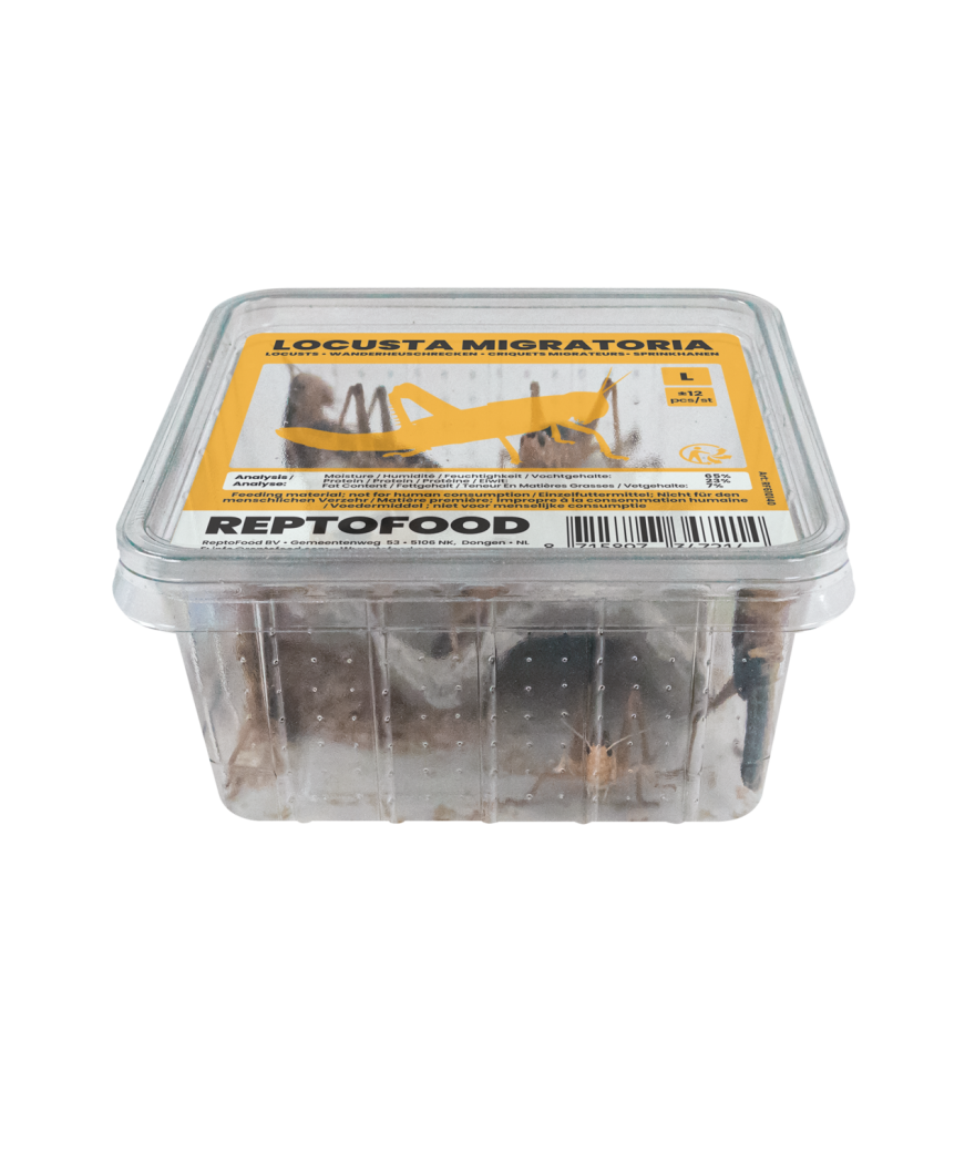 Criquets migrateur-locusta migratoria large boite de 11/12 pieces