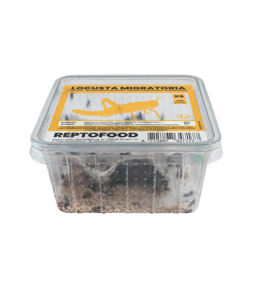 Criquets migrateur-locusta migratoria petits boite de 20/22 pieces