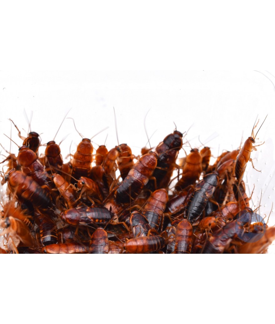 Blattes Red runner adultes boite de 30/40 pièces