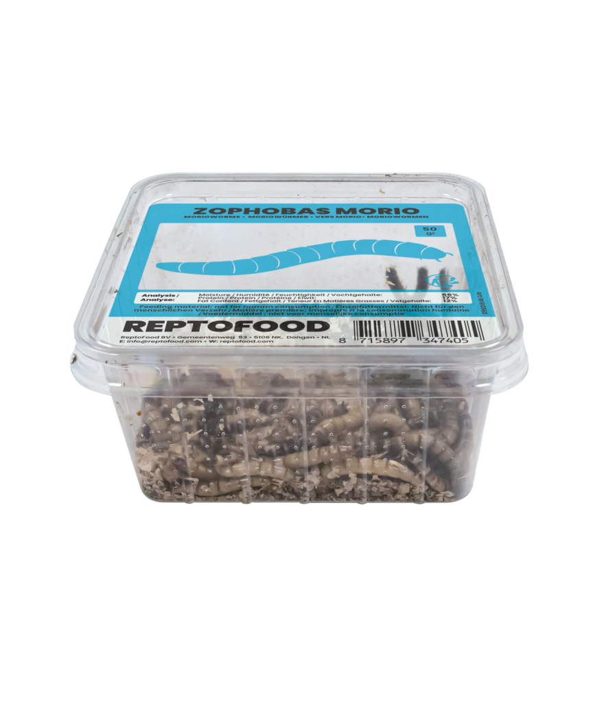 Vers morios boite de 50g