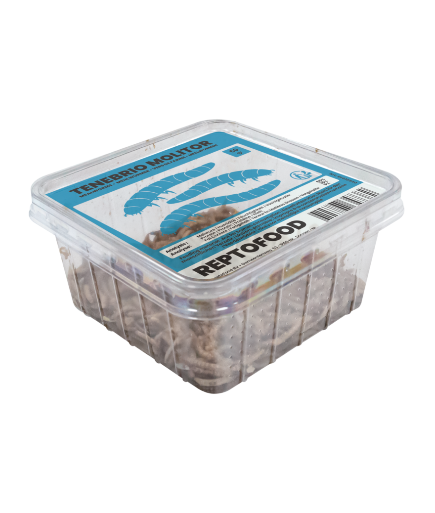 Vers de farine boite de 50g