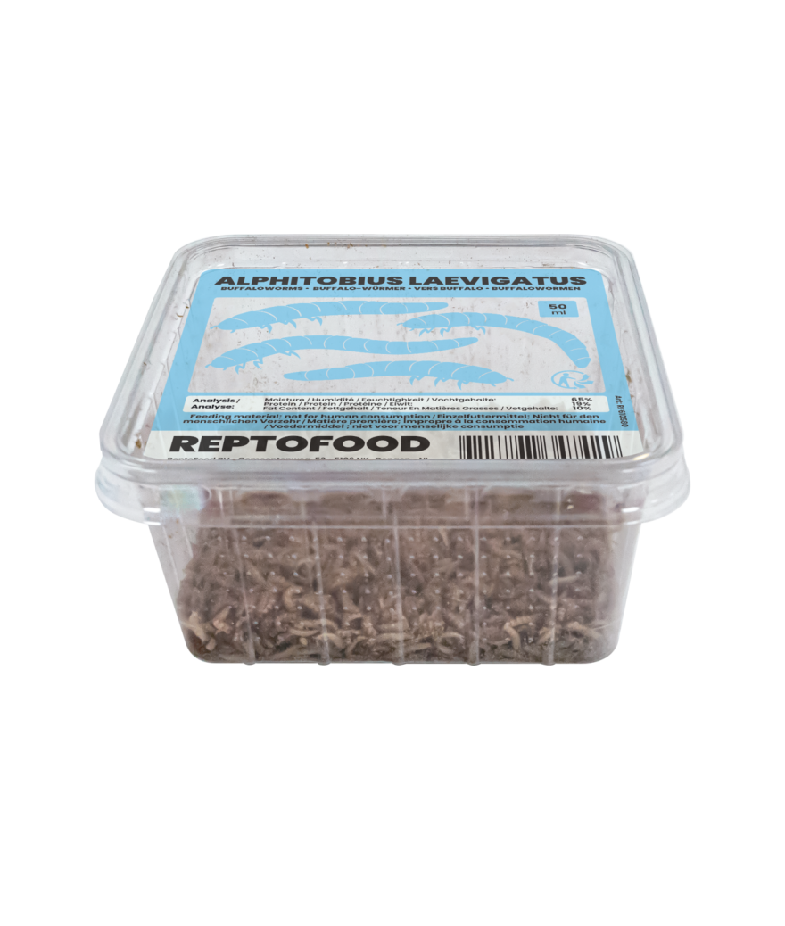 Vers buffalos boite de 50g