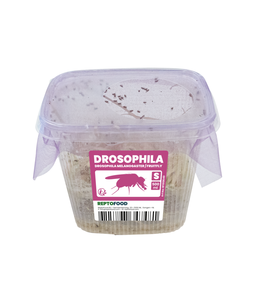  Drosophiles melanogaster 1mm - Pot 0,5L
