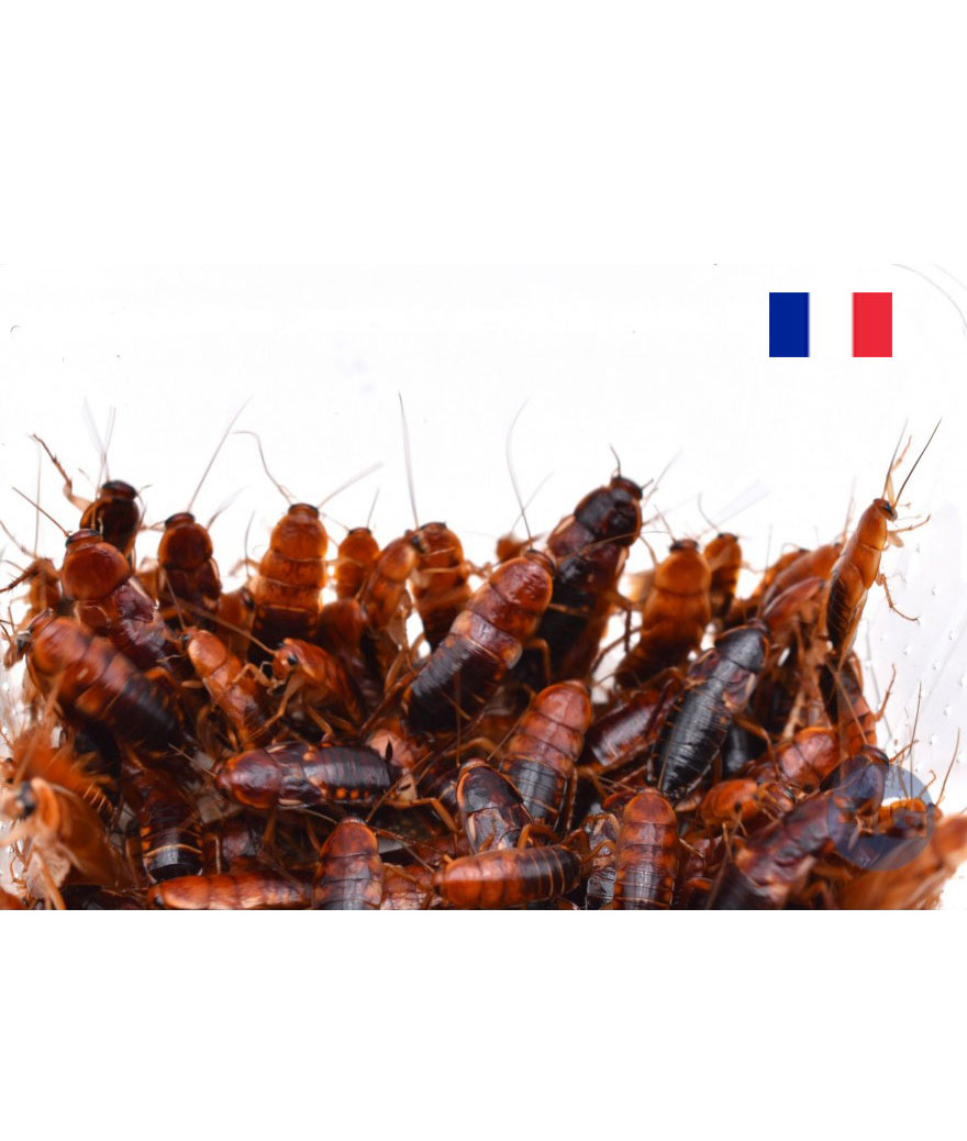 Blattes Red runner adultes 1KG