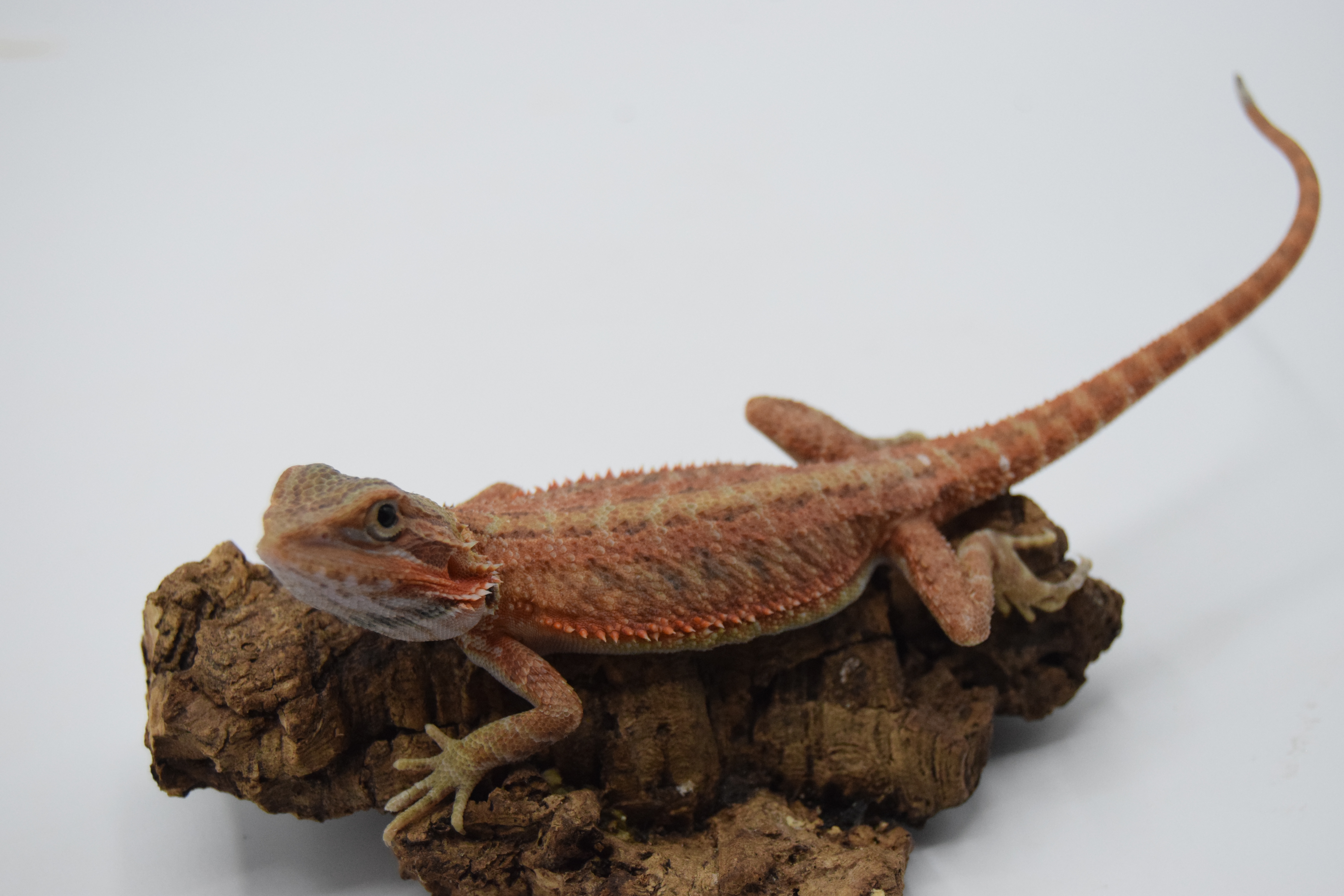Pogona vitticeps colorés 