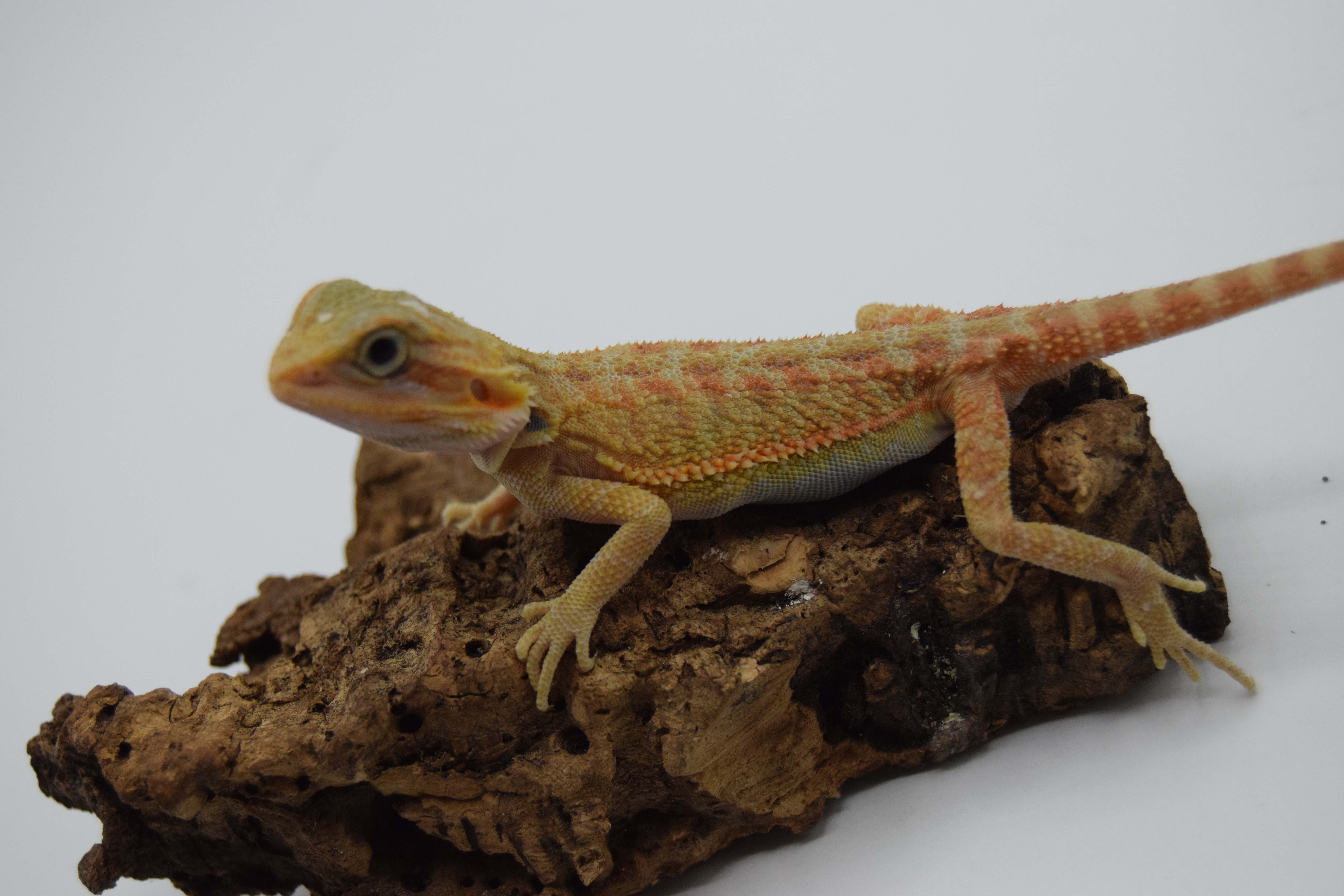 Pogona vitticeps colorés 