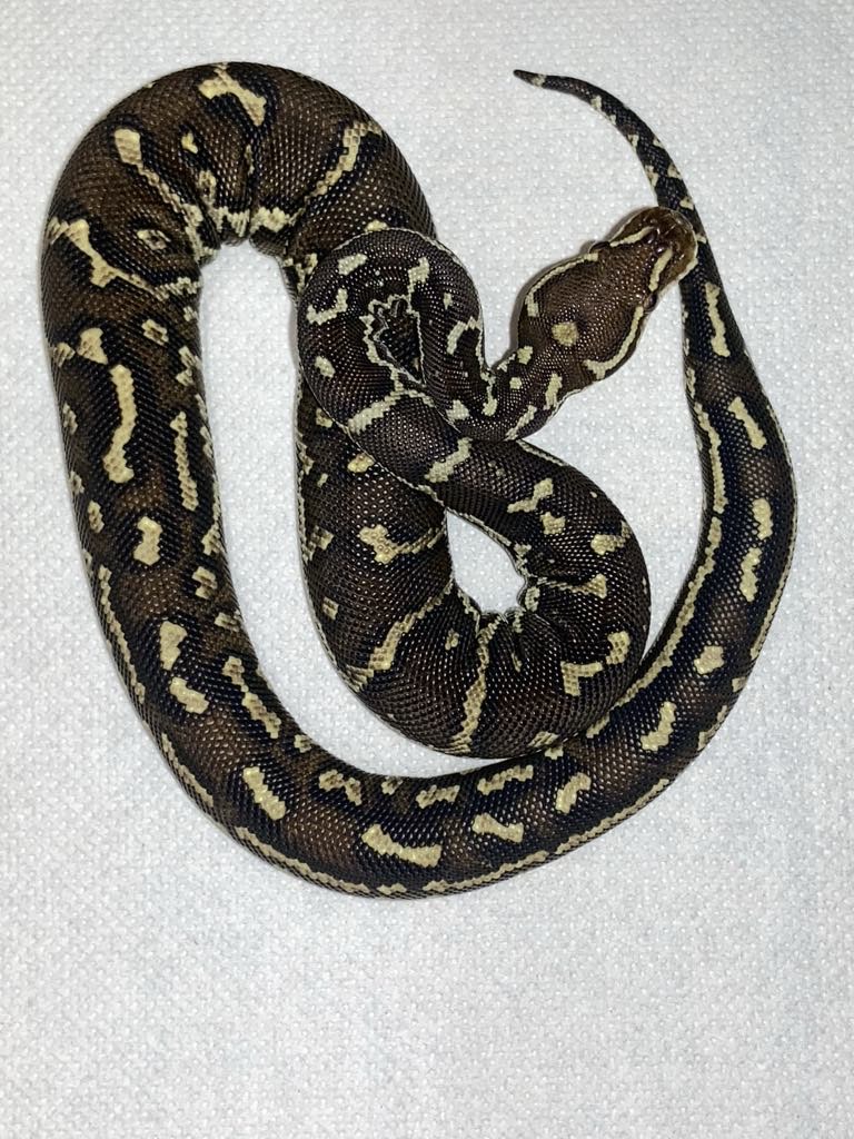 Python anchietae