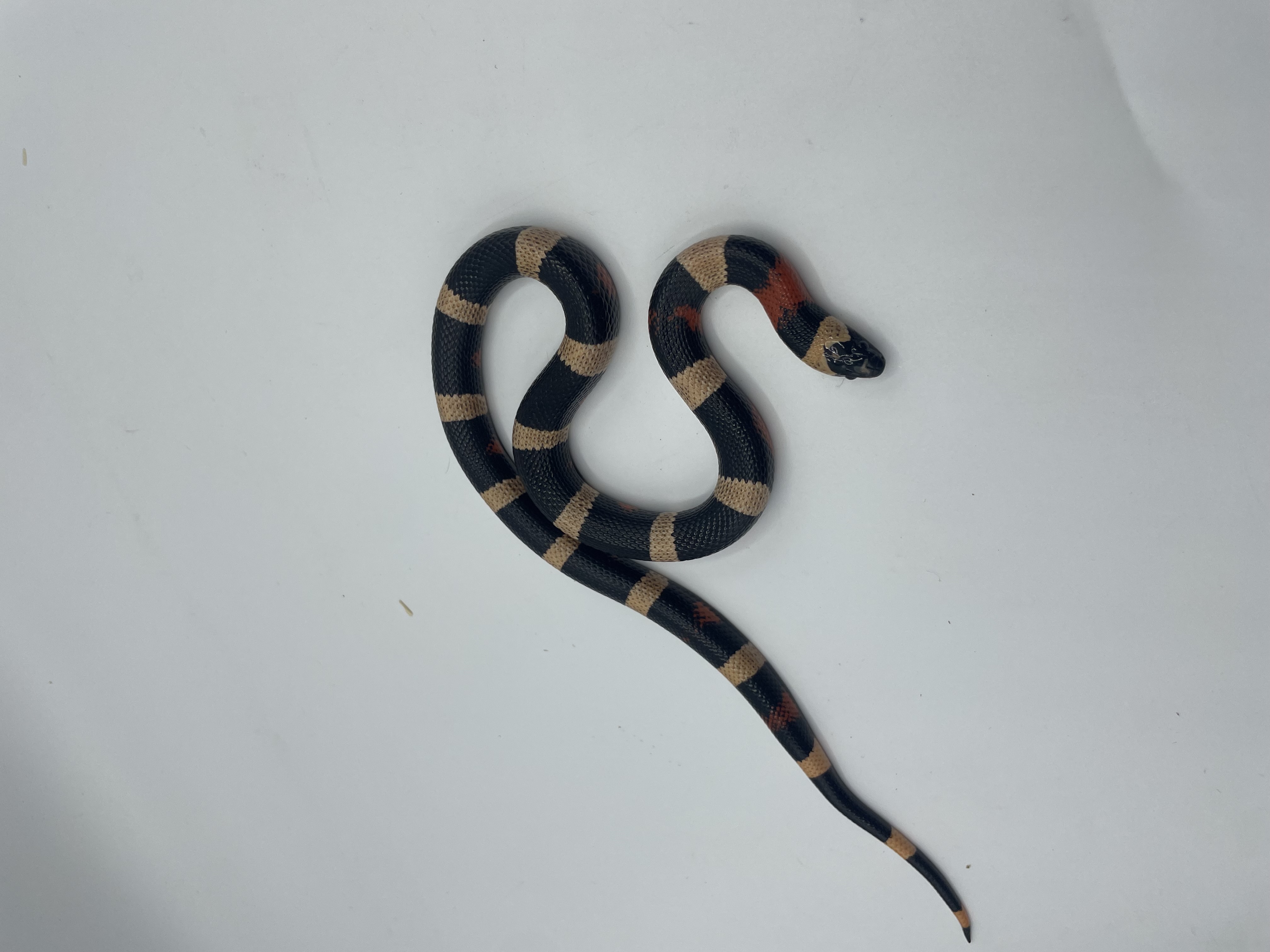 Lampropeltis campbelli Halloween
